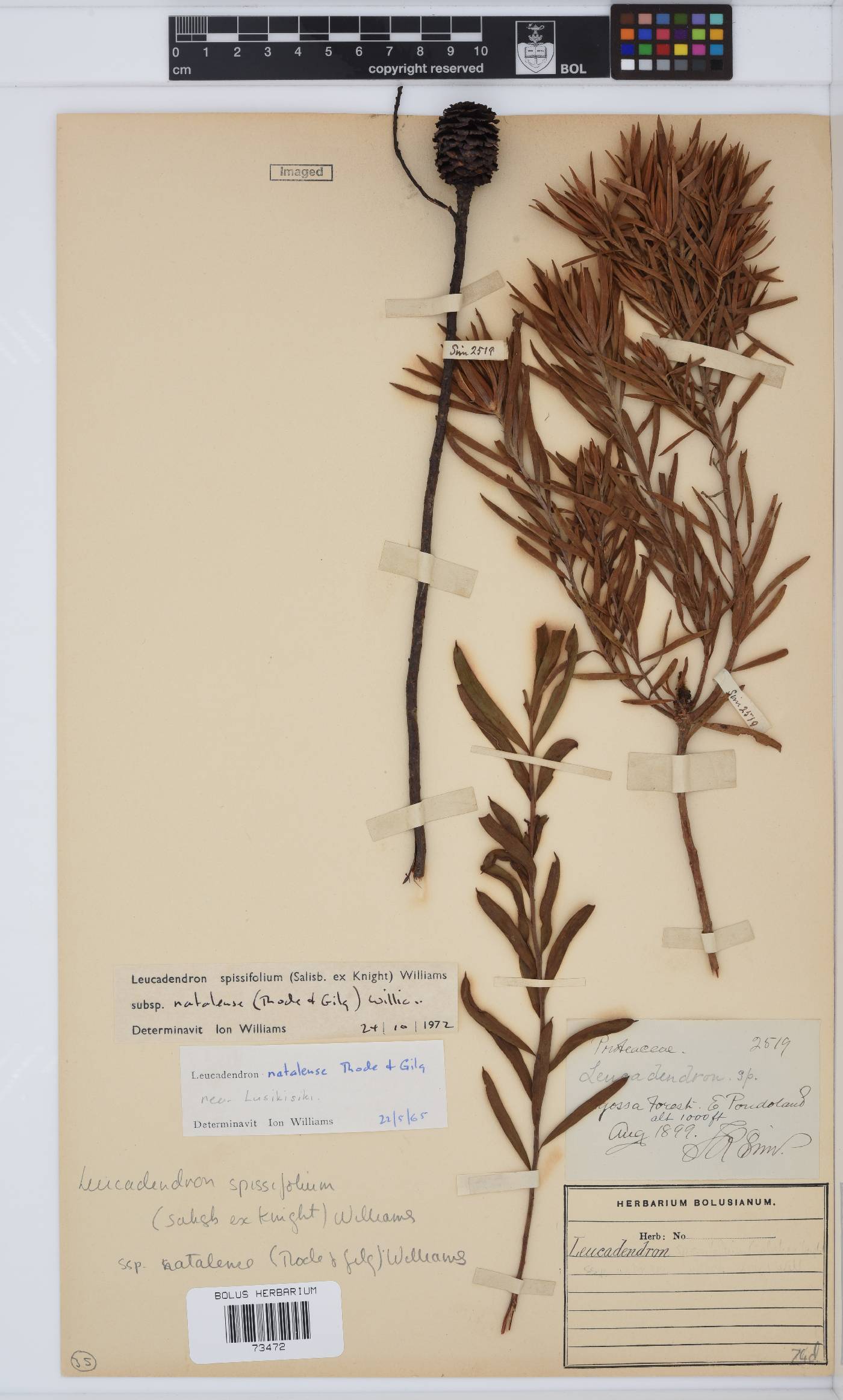 Leucadendron spissifolium subsp. natalense image
