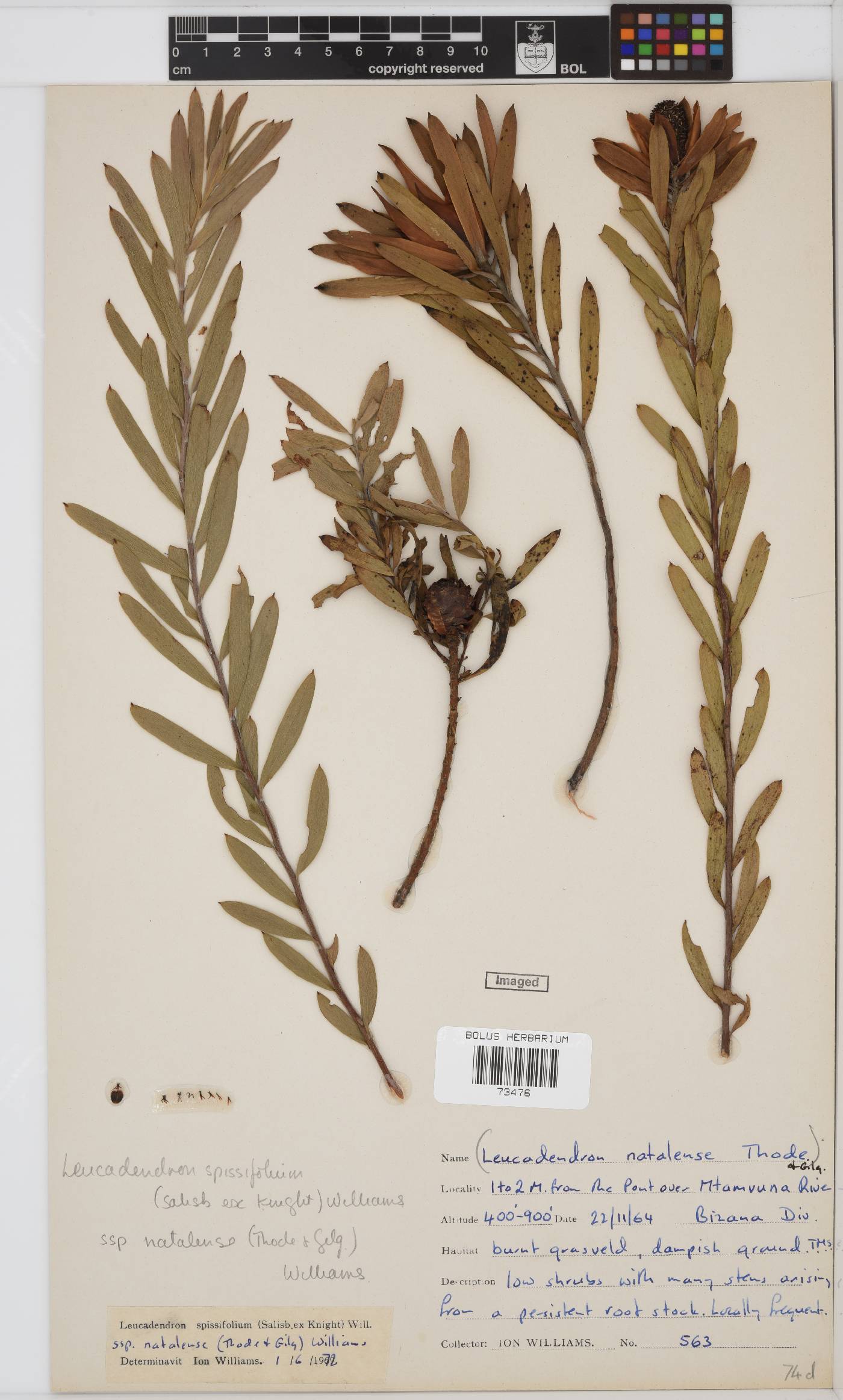Leucadendron spissifolium subsp. natalense image