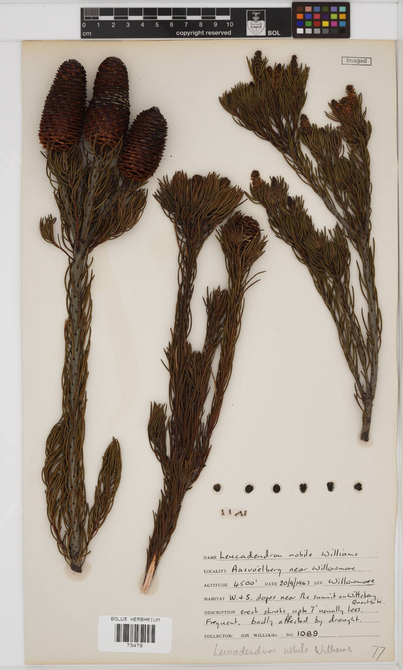 Leucadendron image
