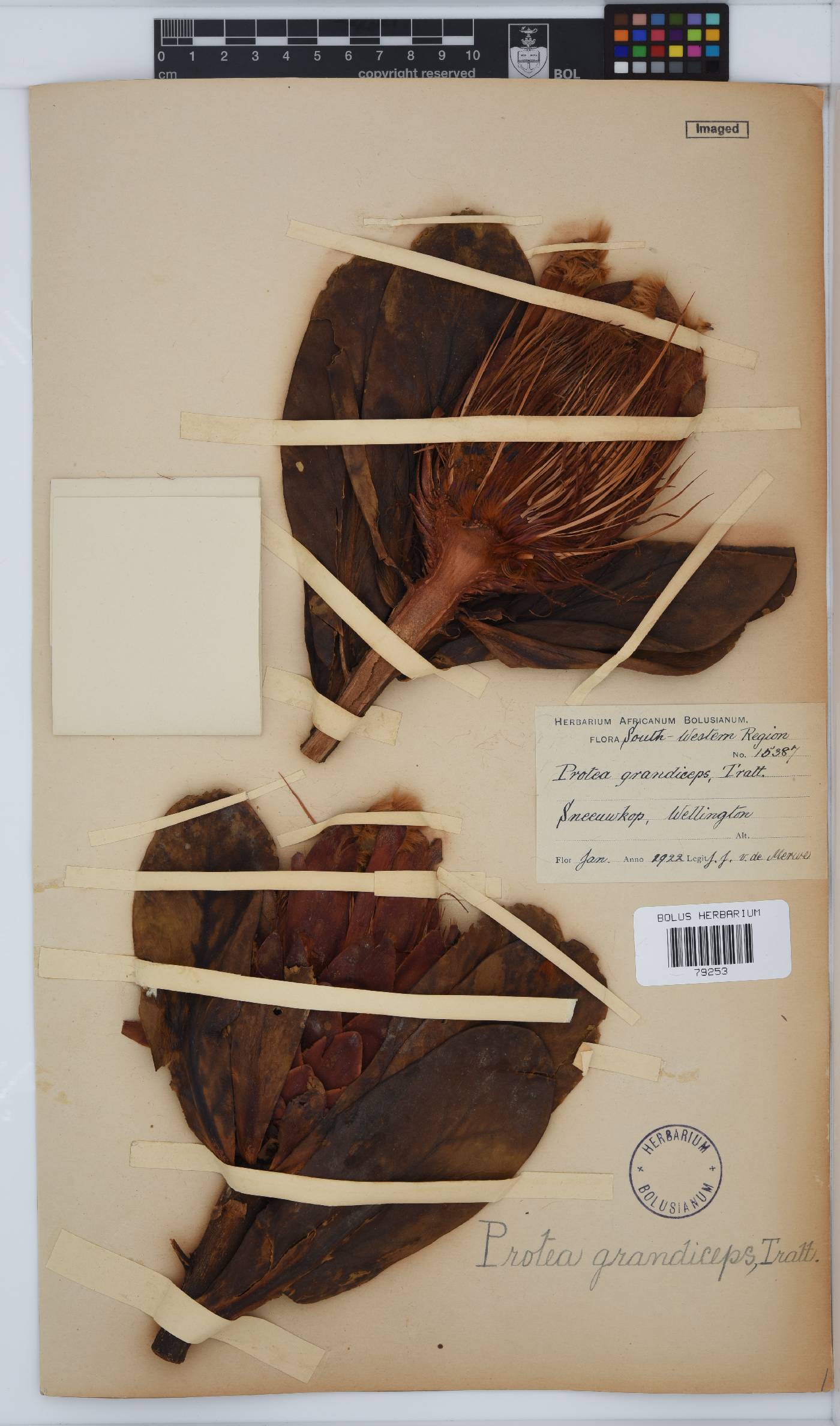 Protea grandiceps image