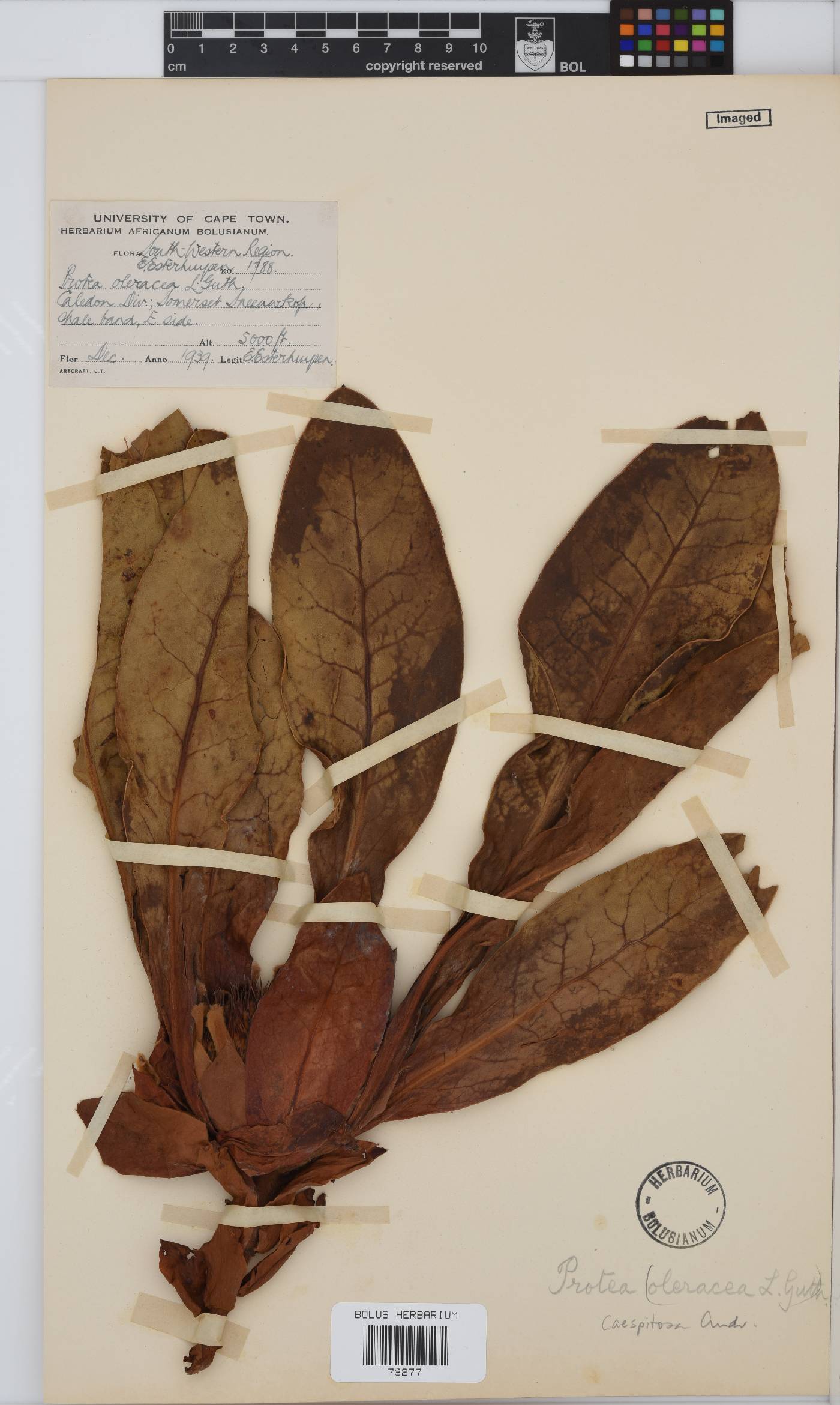 Protea caespitosa image