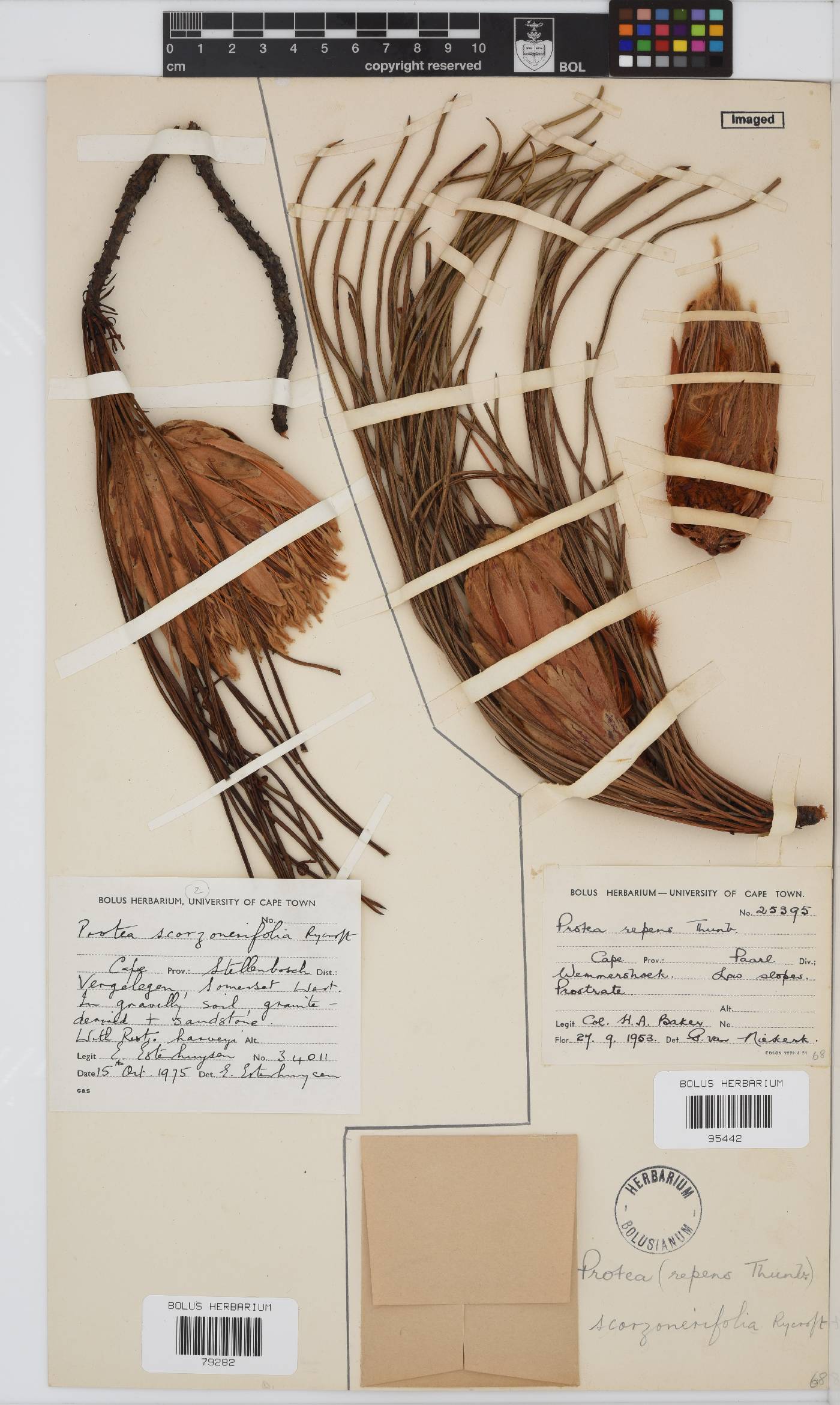 Protea scorzonerifolia image