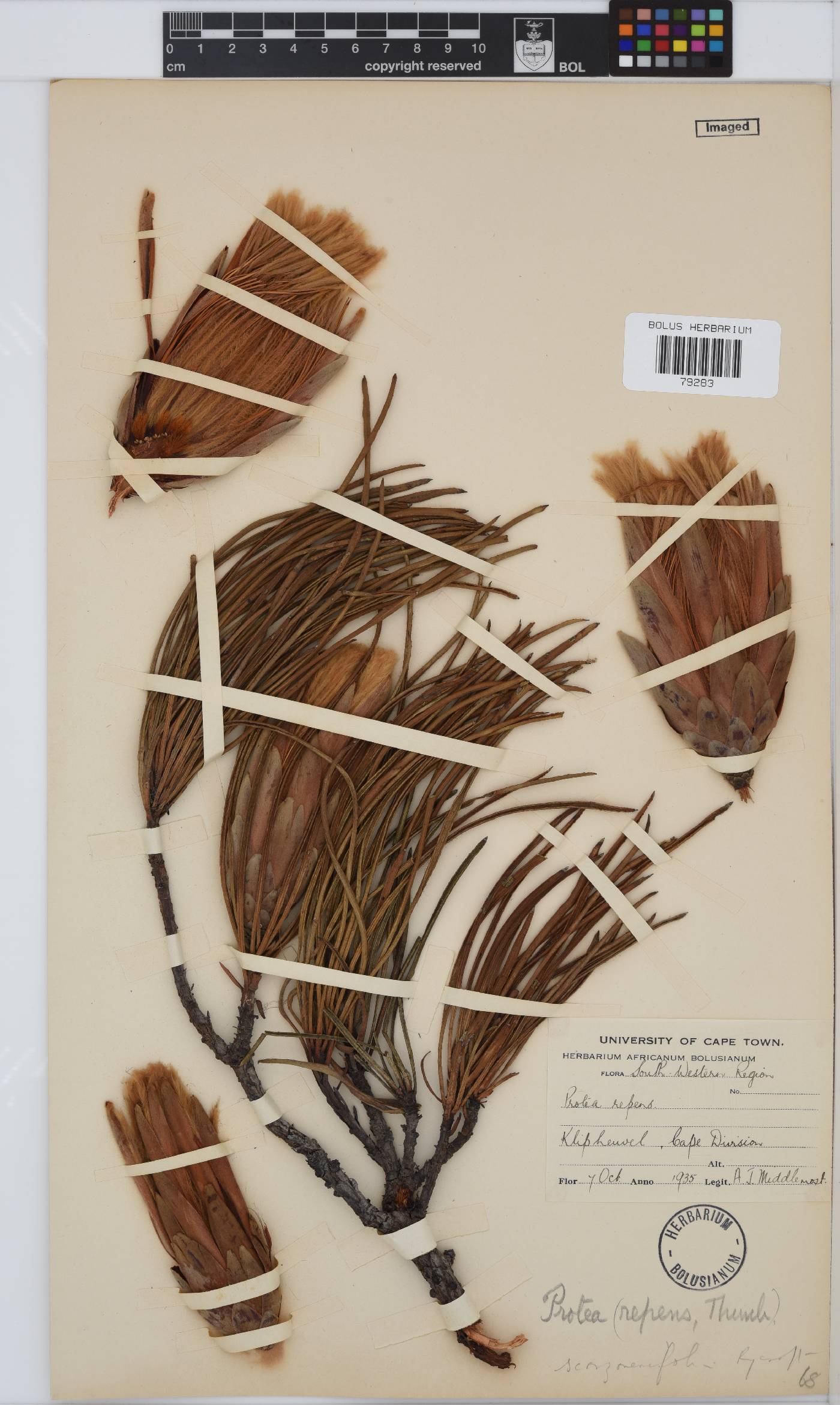 Protea scorzonerifolia image
