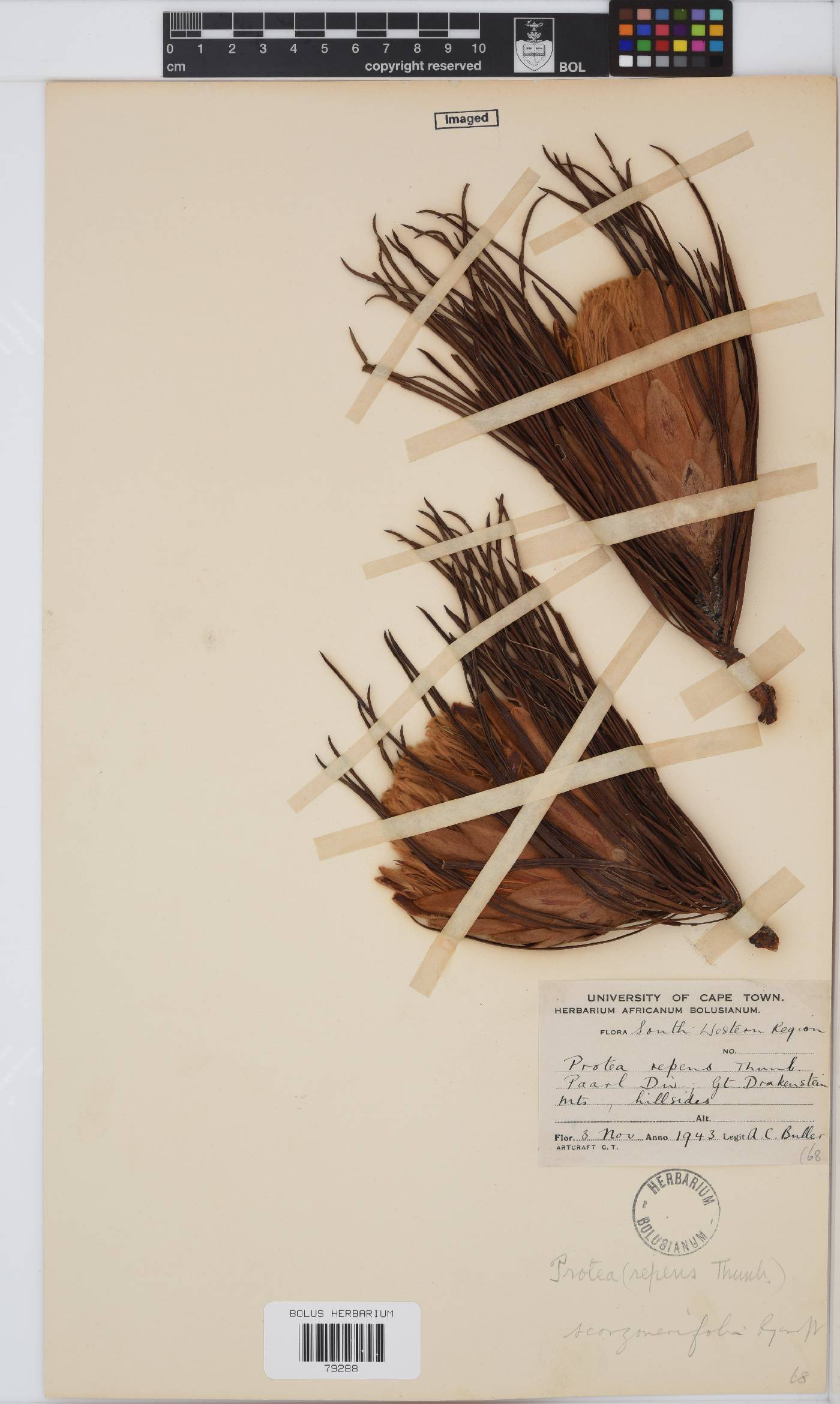 Protea scorzonerifolia image