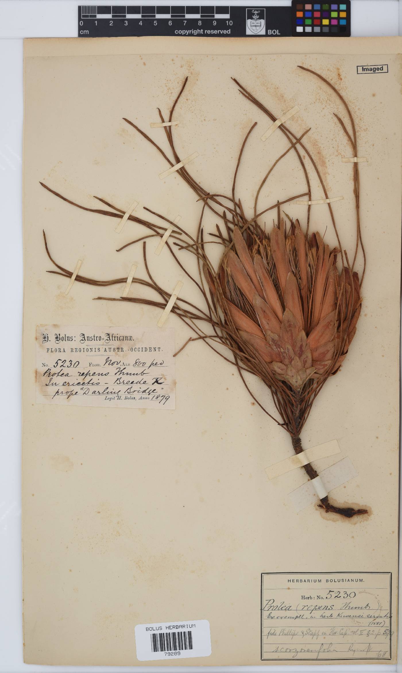 Protea scorzonerifolia image