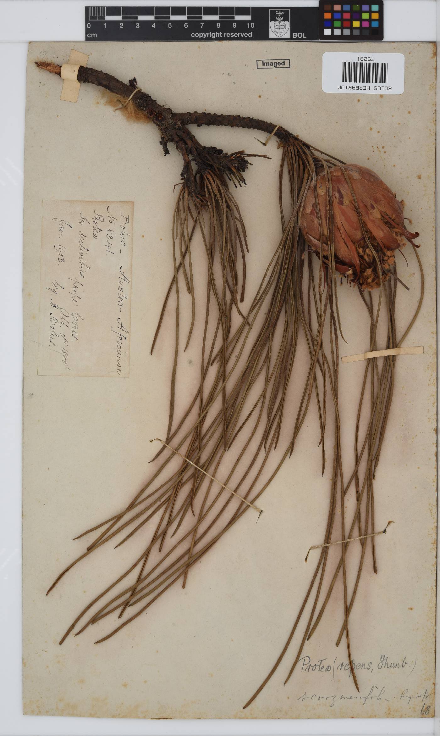 Protea scorzonerifolia image