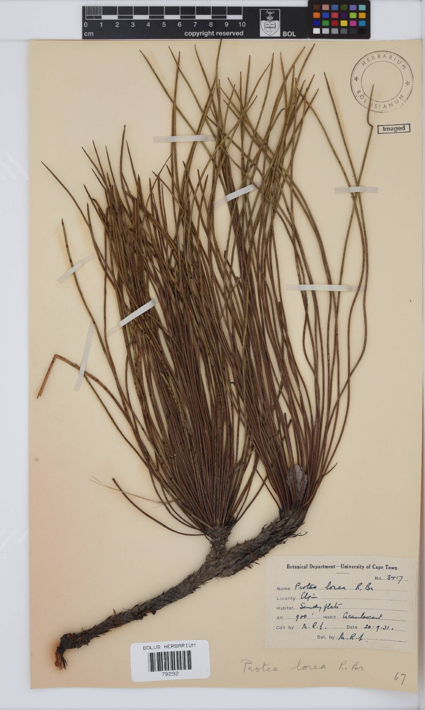 Protea lorea image