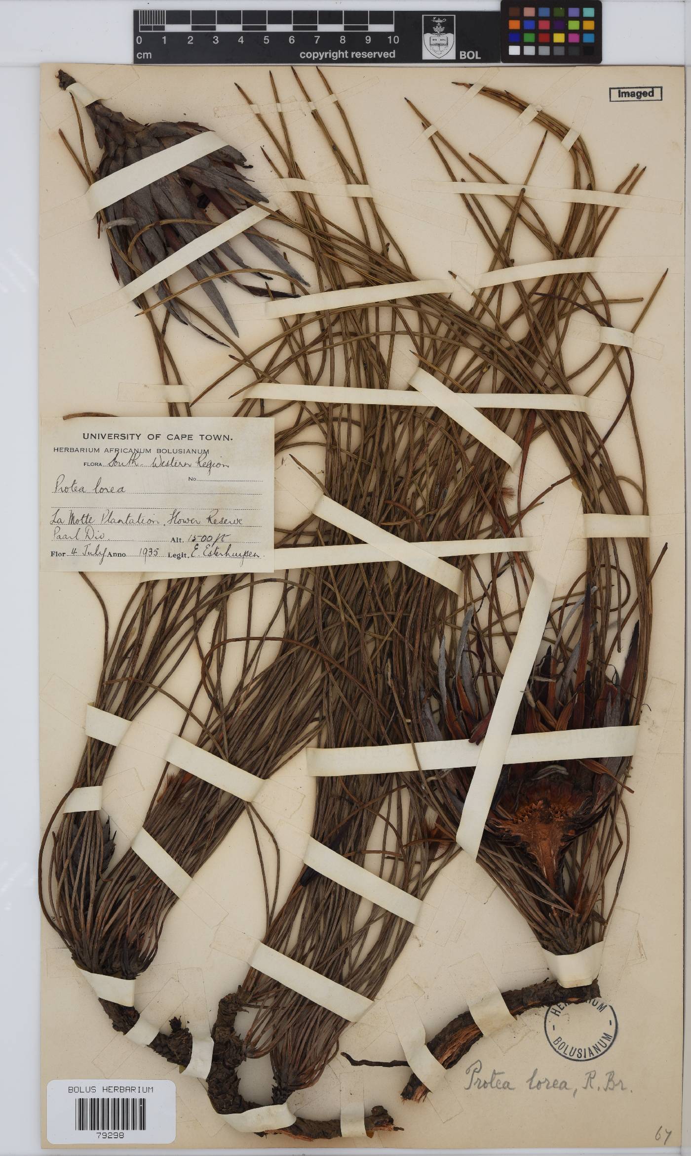 Protea lorea image