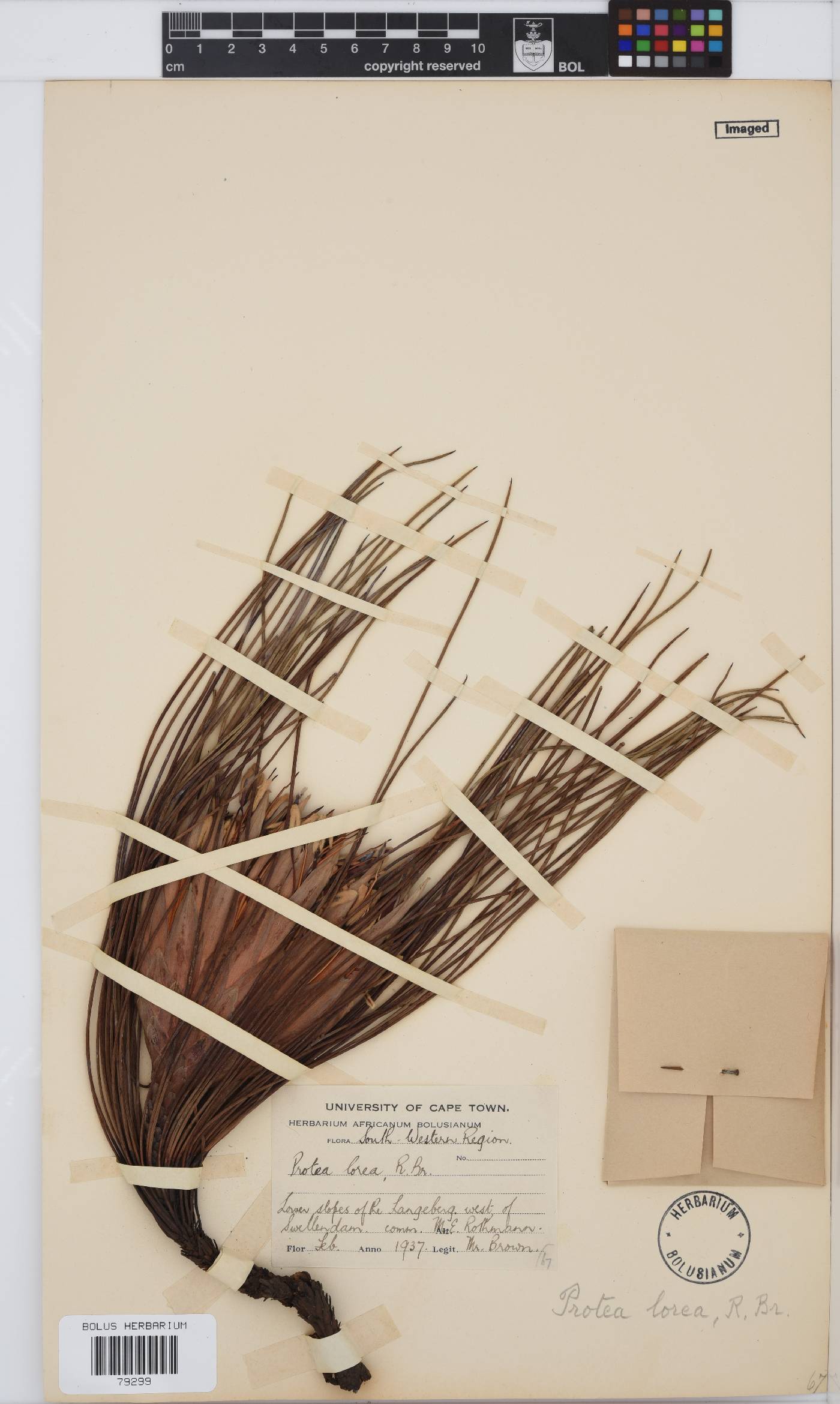 Protea lorea image