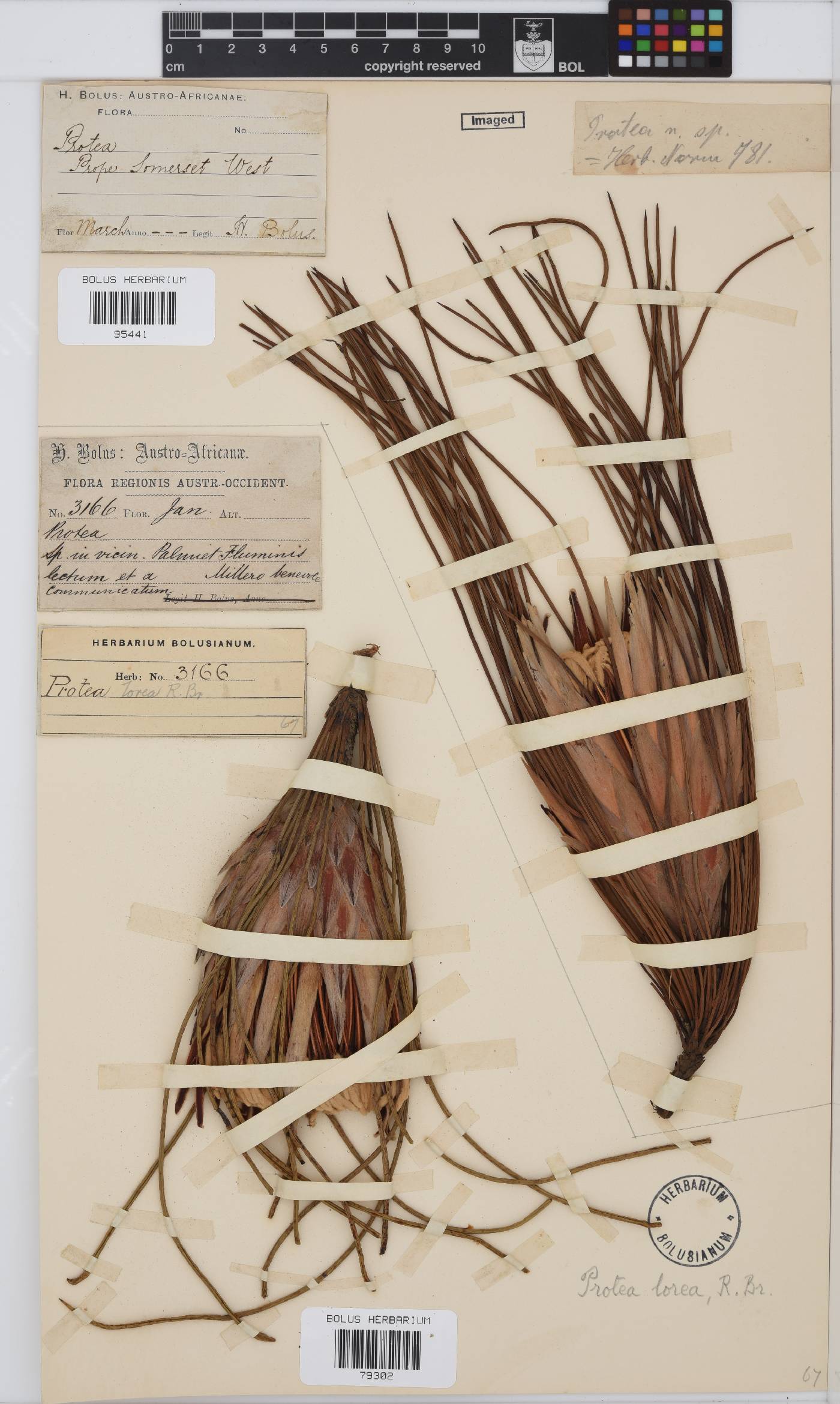 Protea lorea image