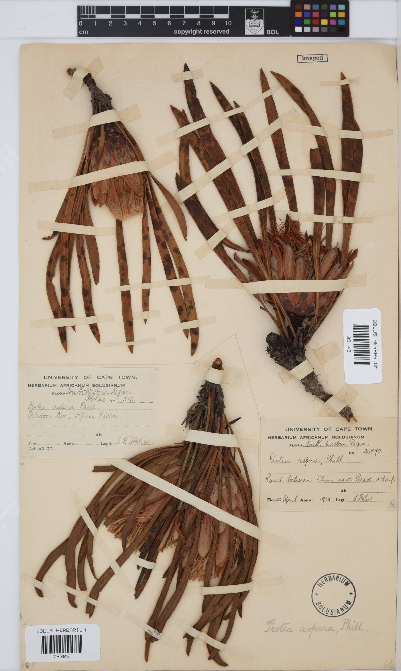 Protea aspera image