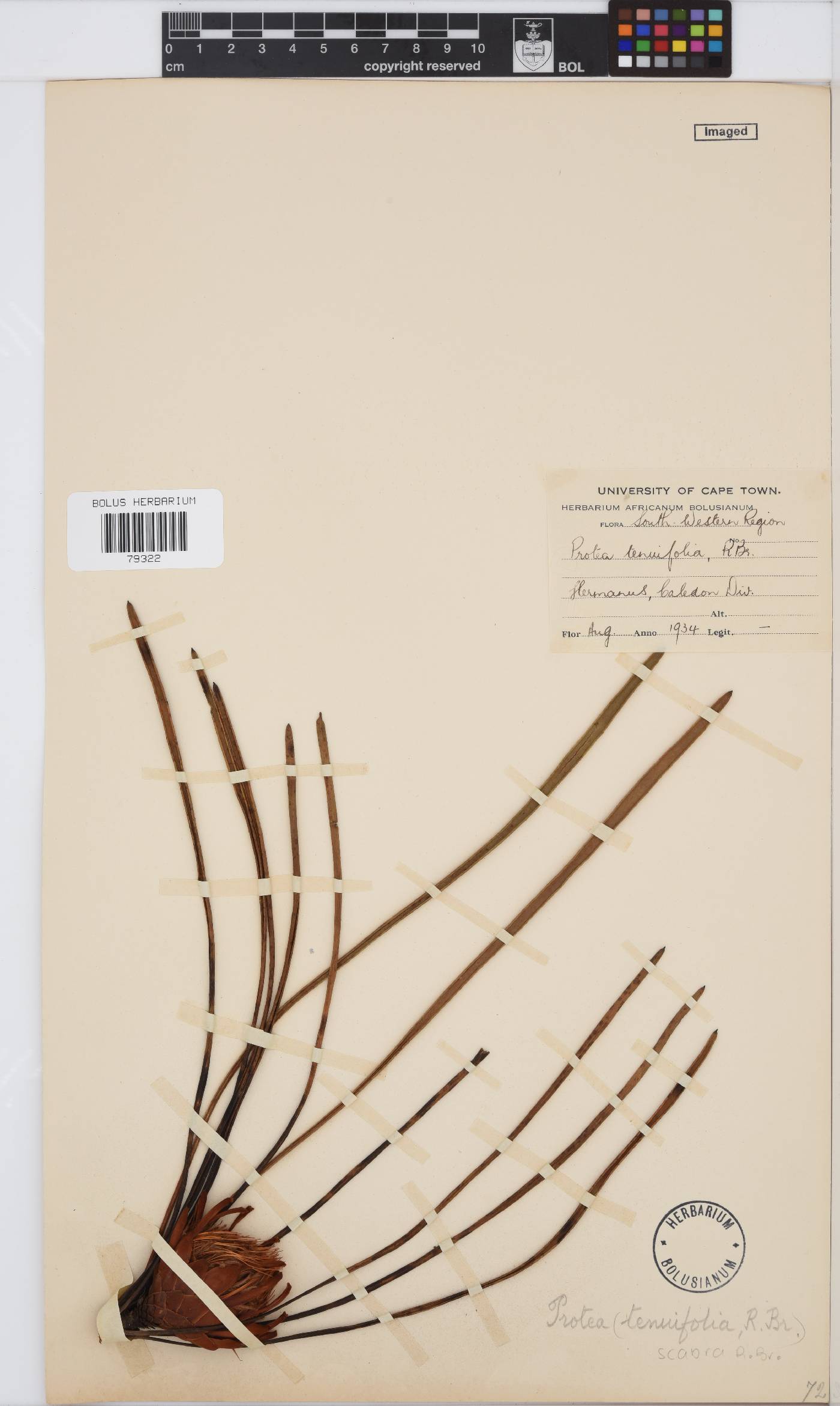 Protea scabra image