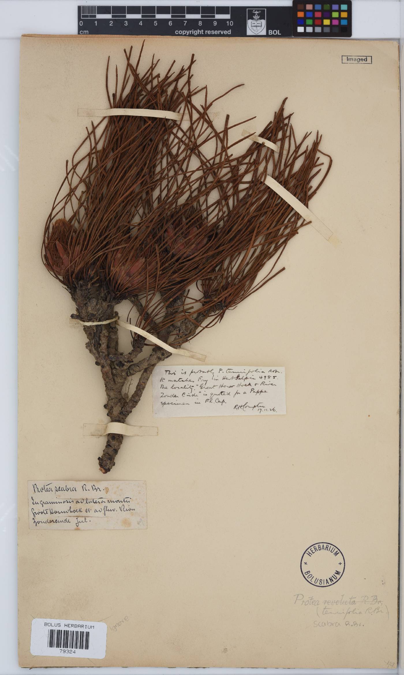 Protea scabra image