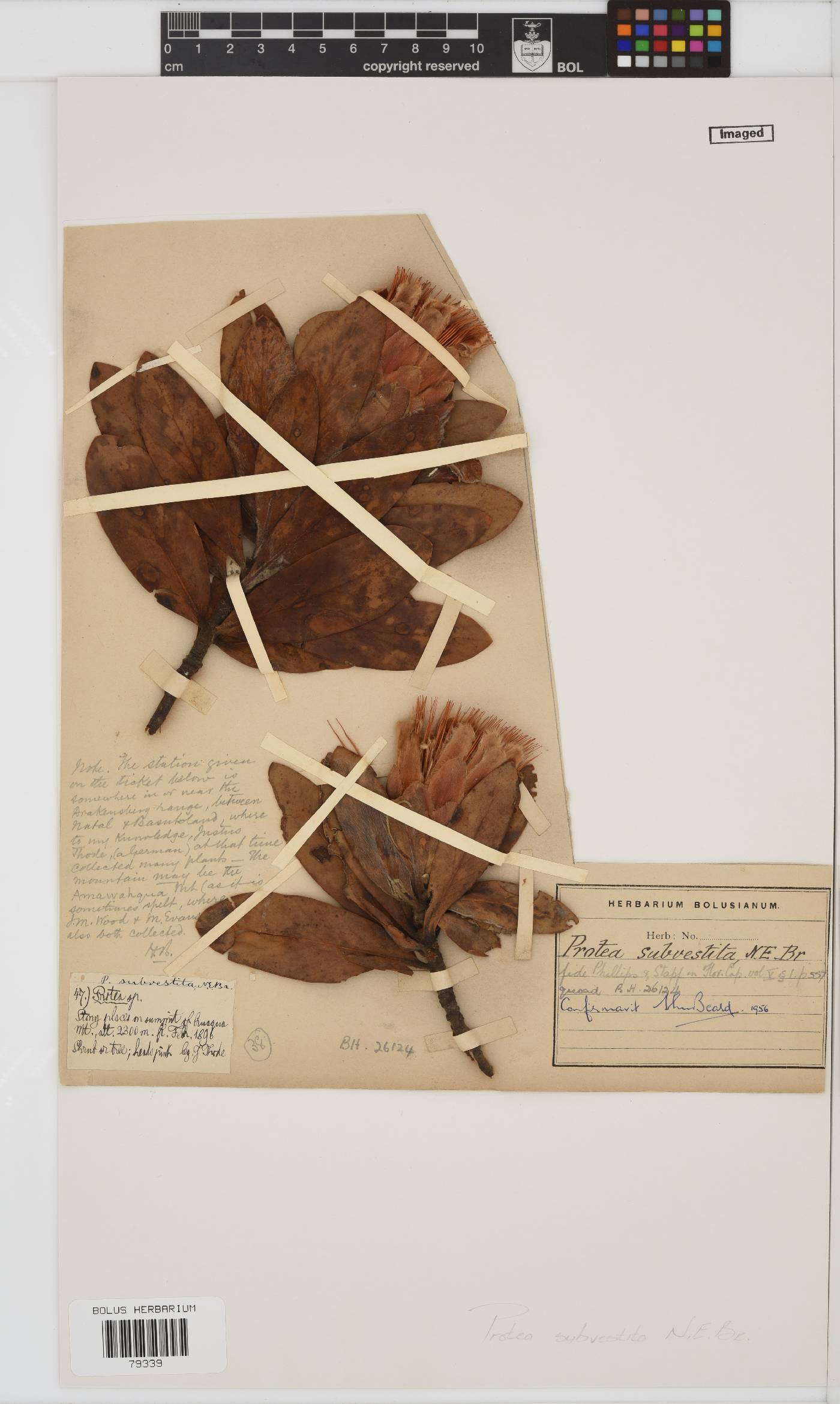 Protea subvestita image