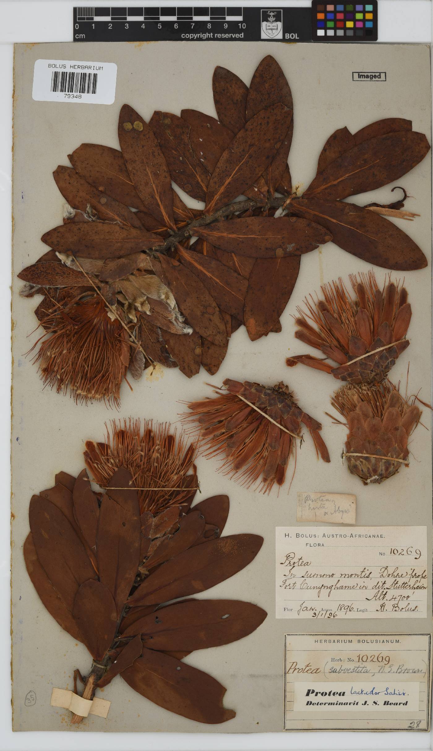 Protea lacticolor image