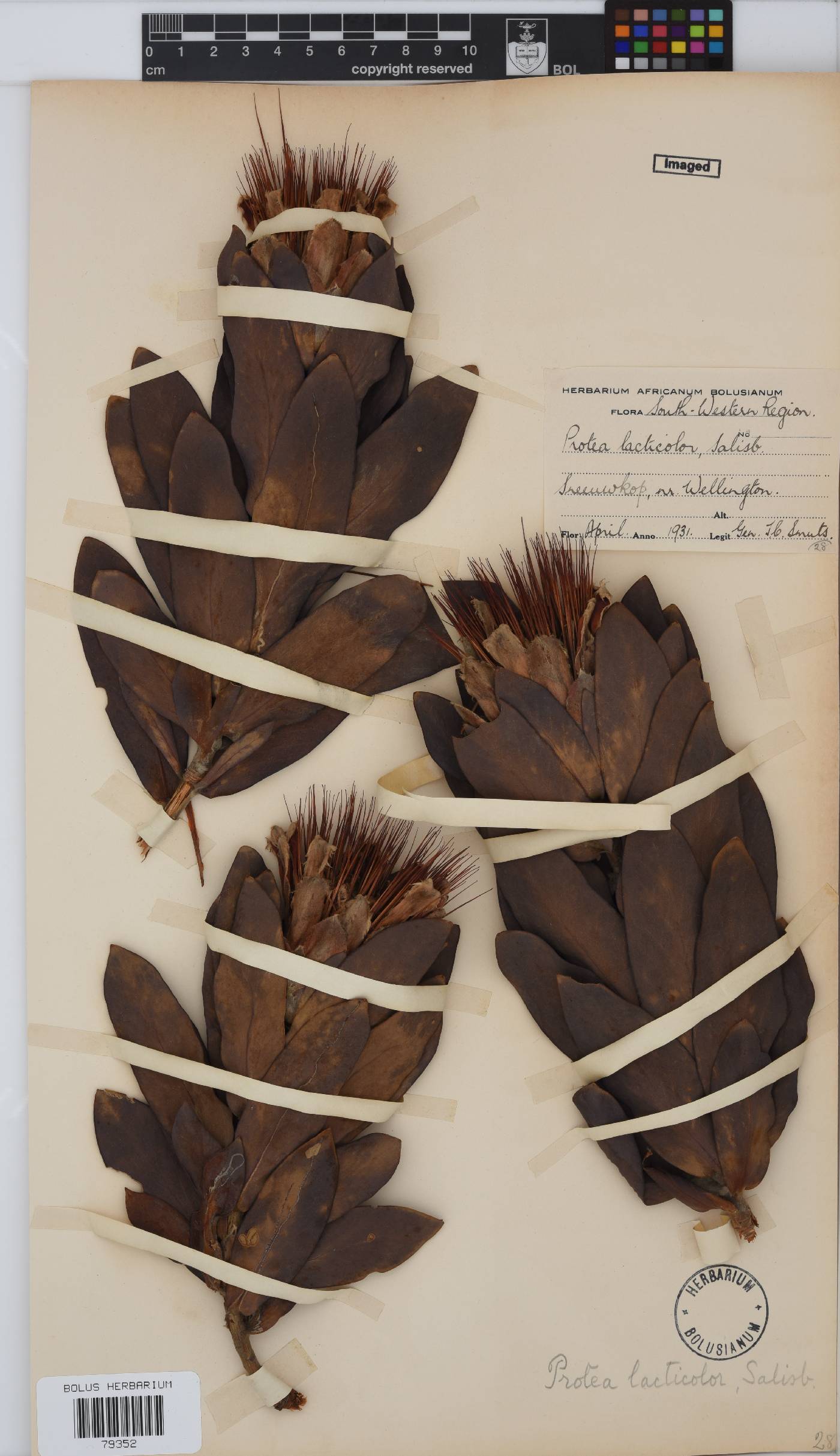 Protea lacticolor image