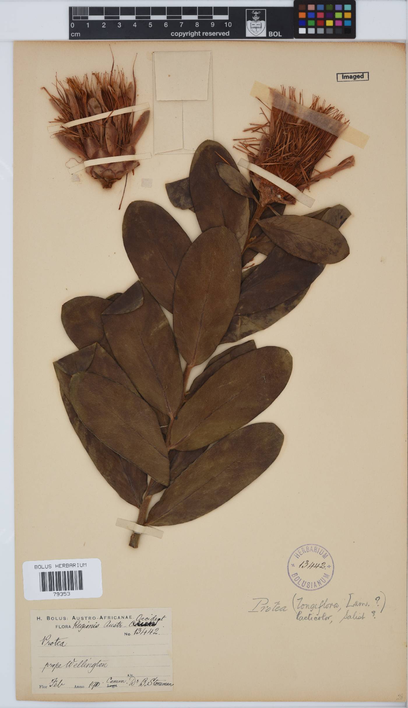 Protea lacticolor image