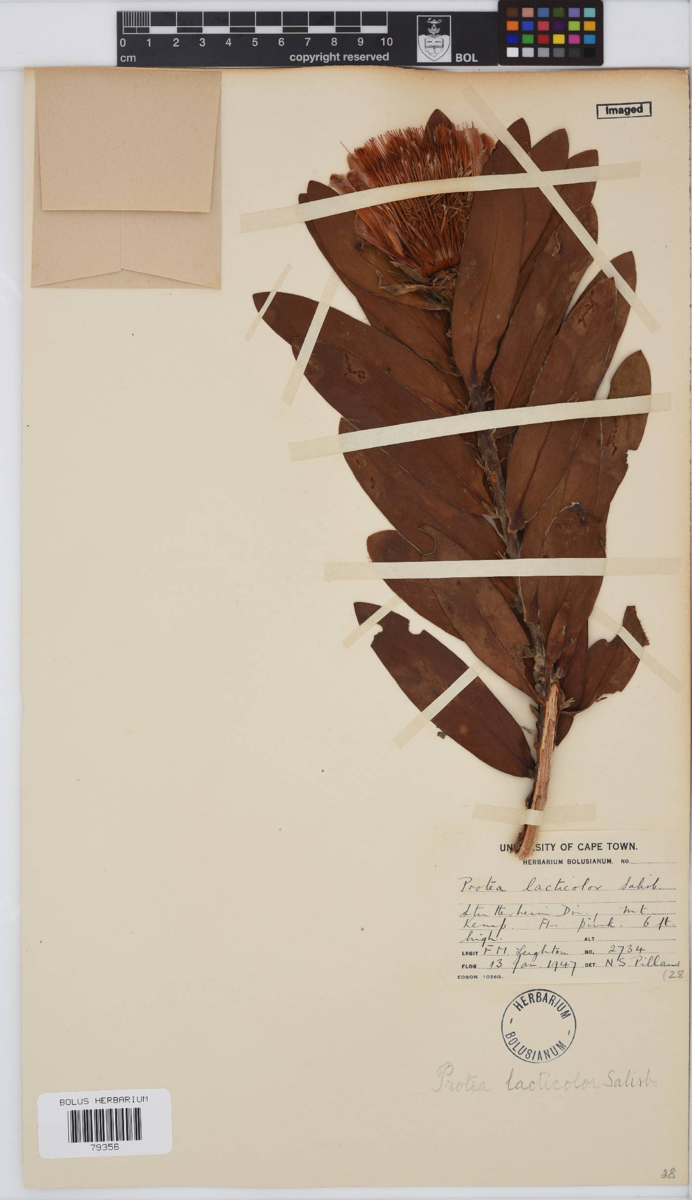 Protea lacticolor image