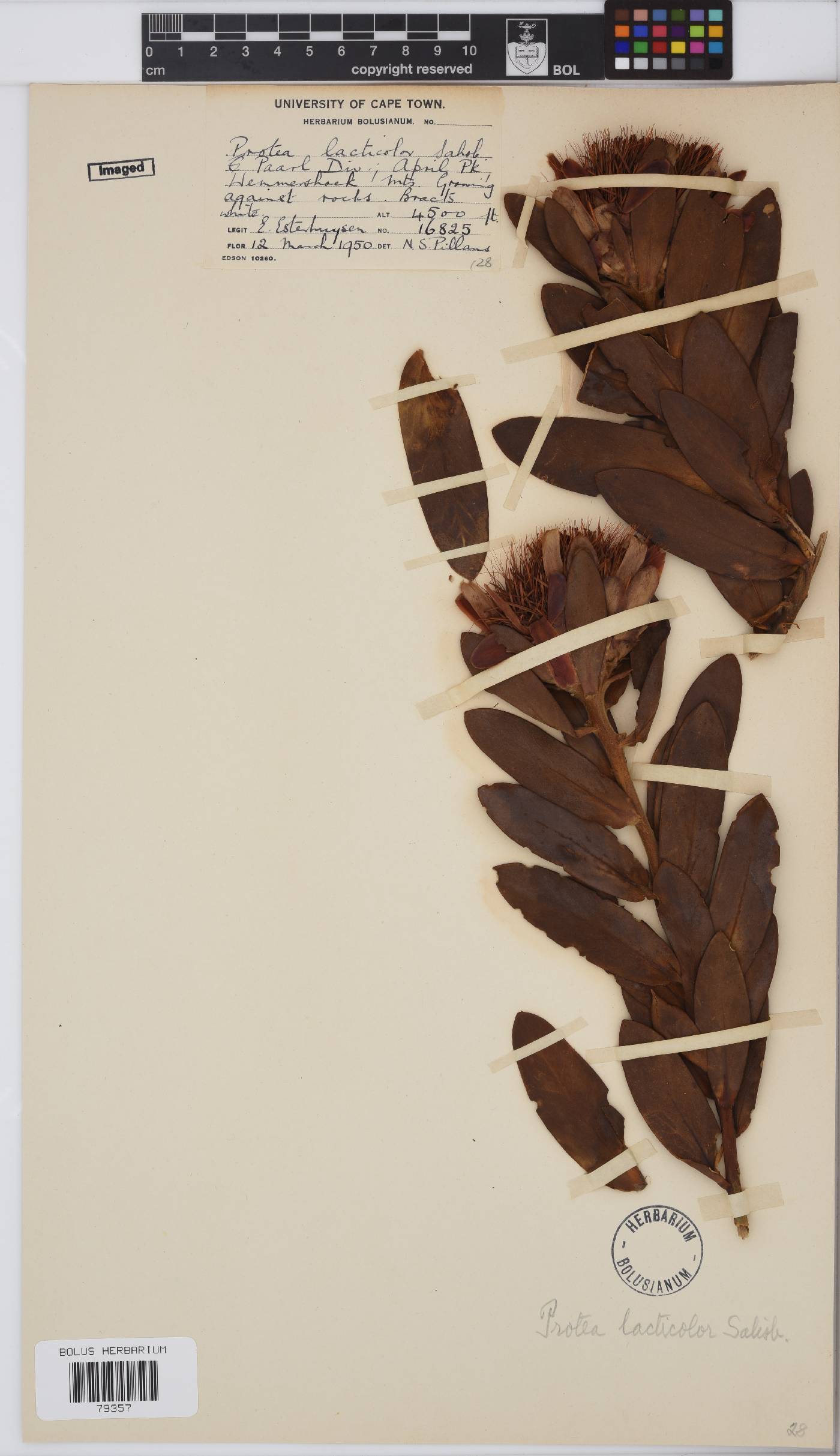 Protea lacticolor image