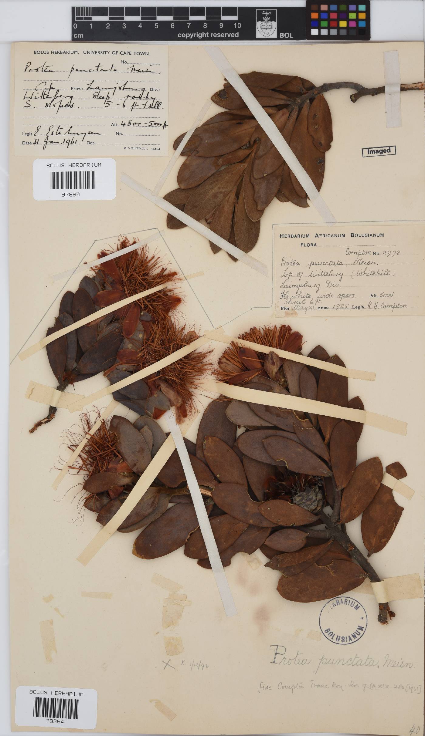 Protea punctata image