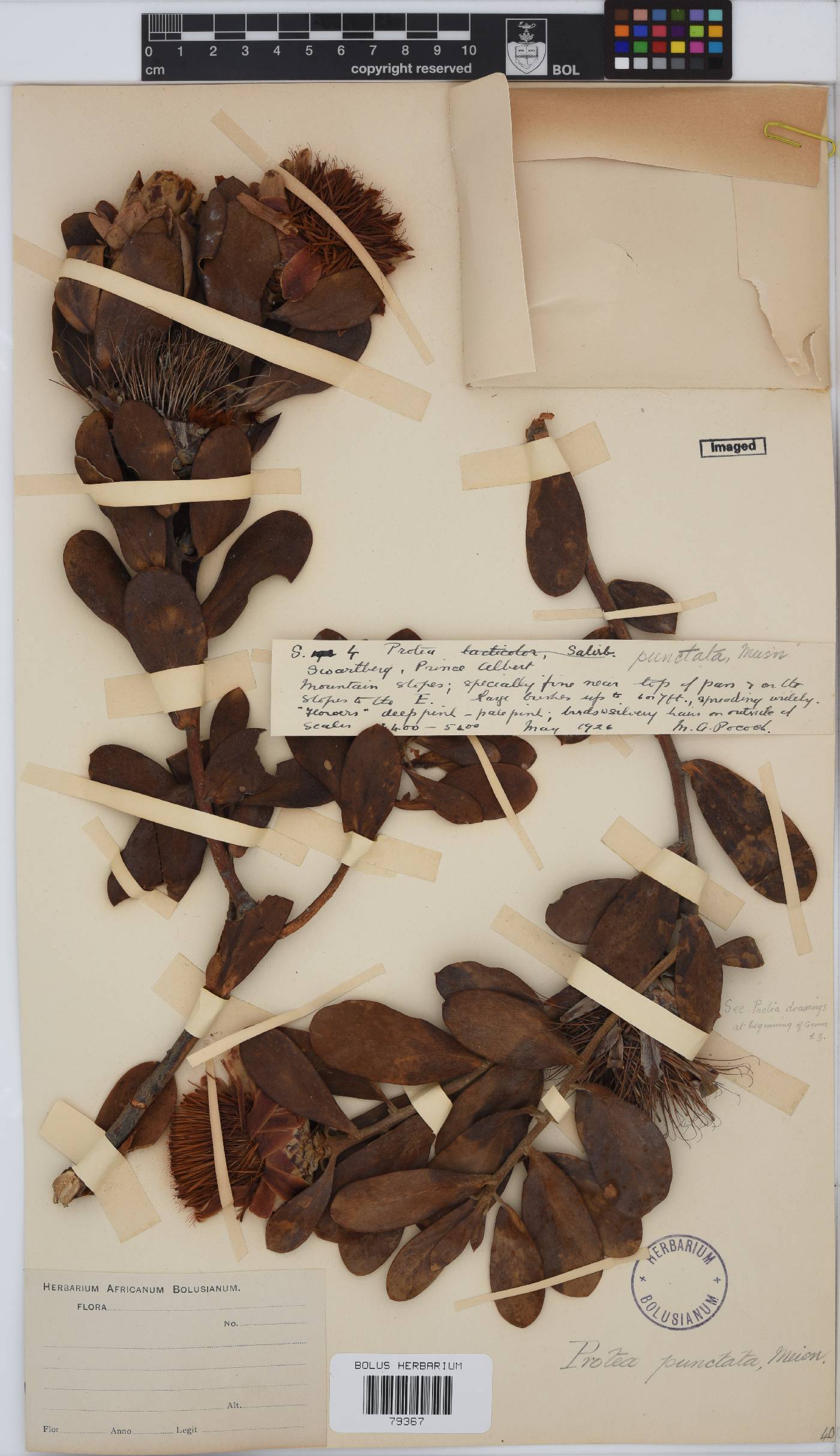 Protea punctata image