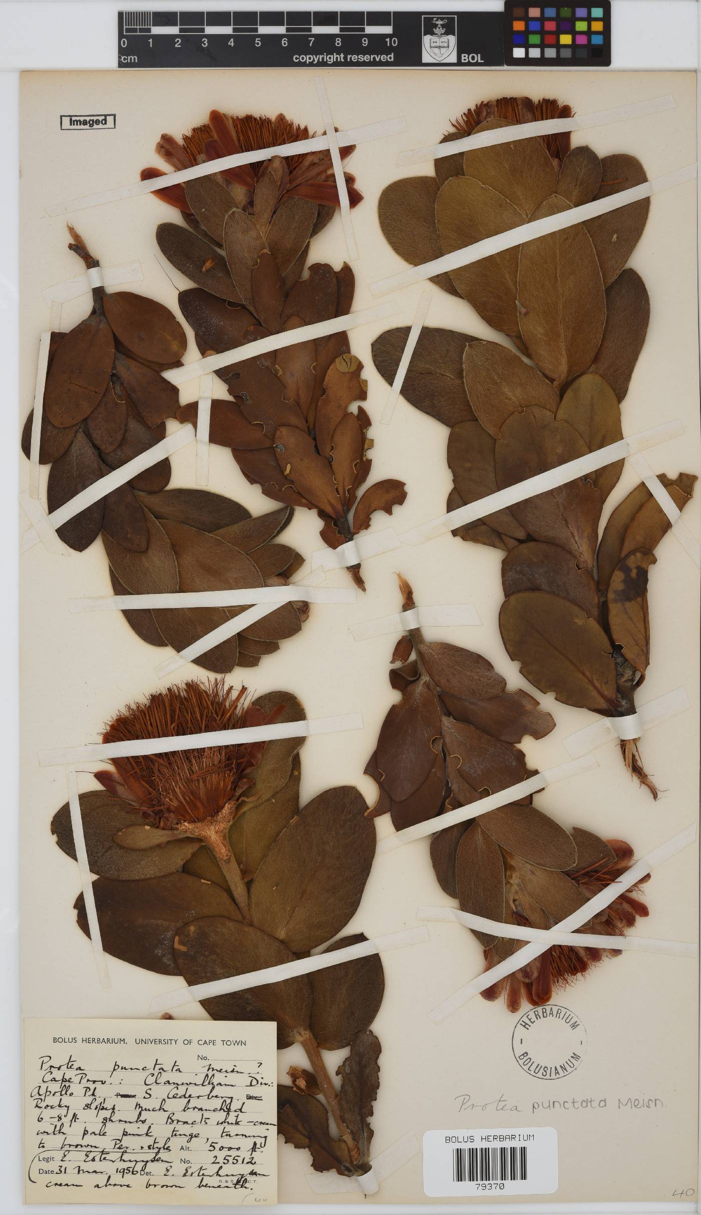 Protea punctata image