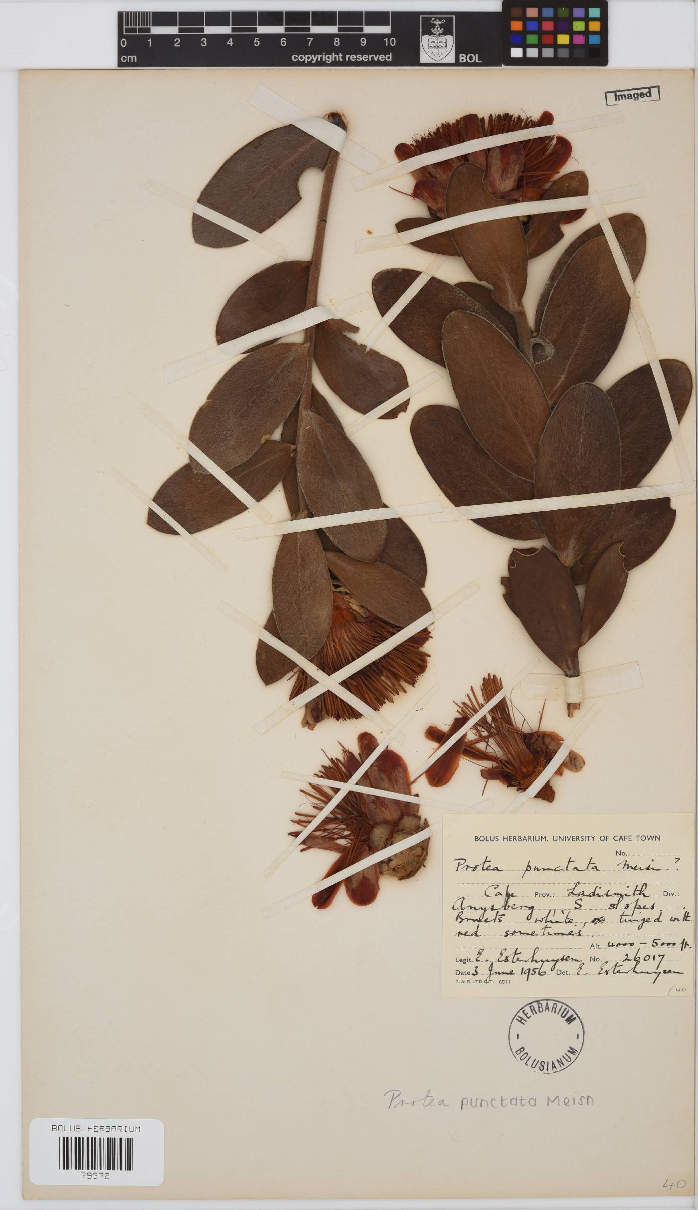 Protea punctata image