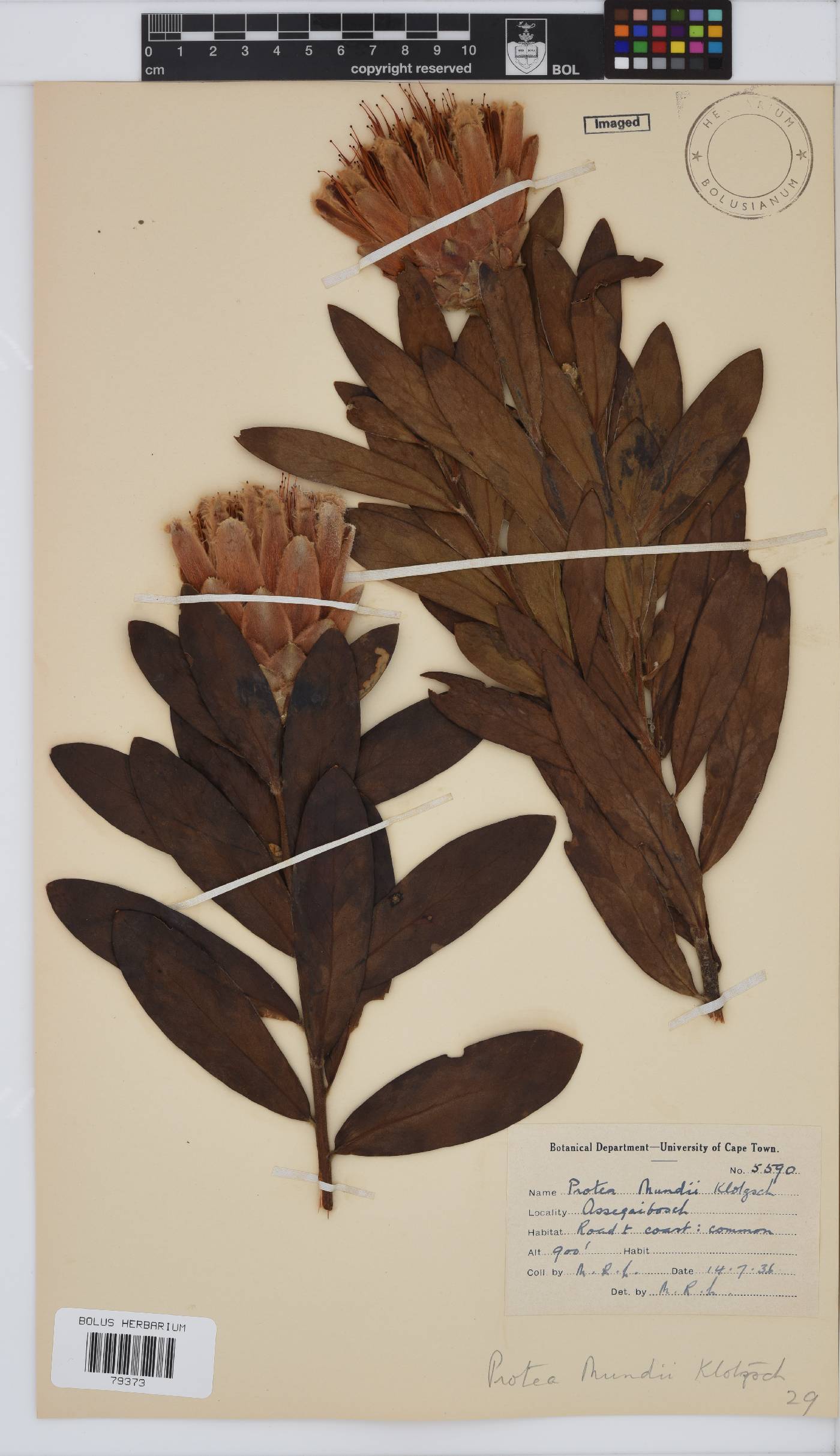 Protea mundii image