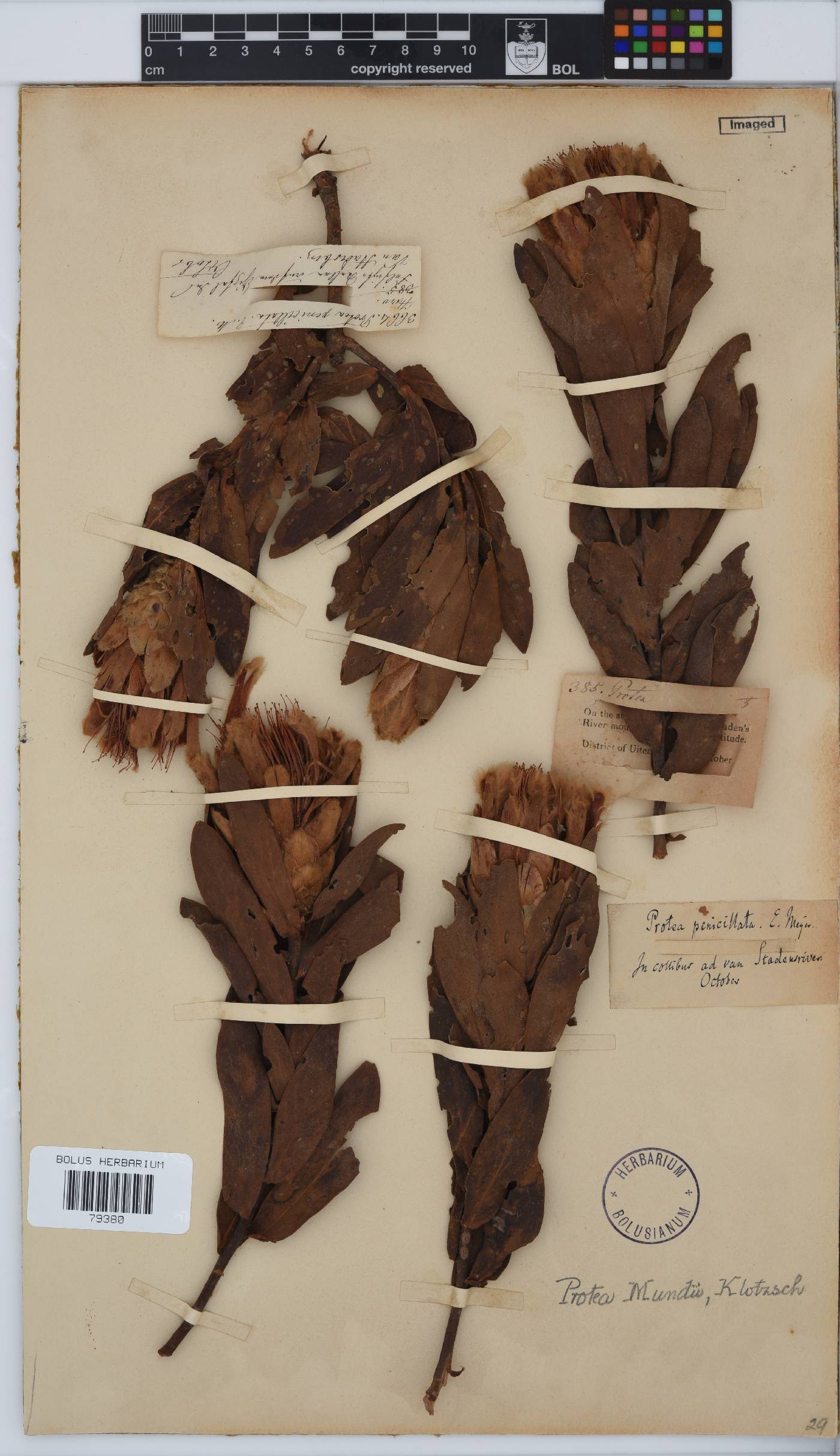 Protea mundii image