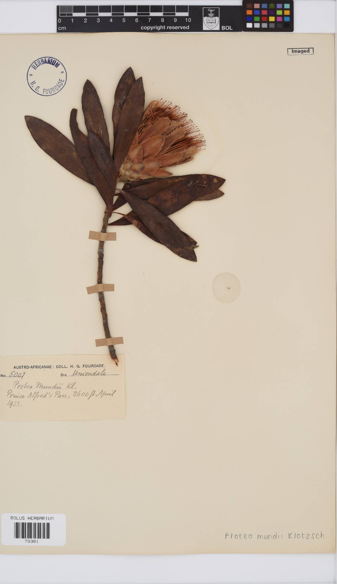 Protea image