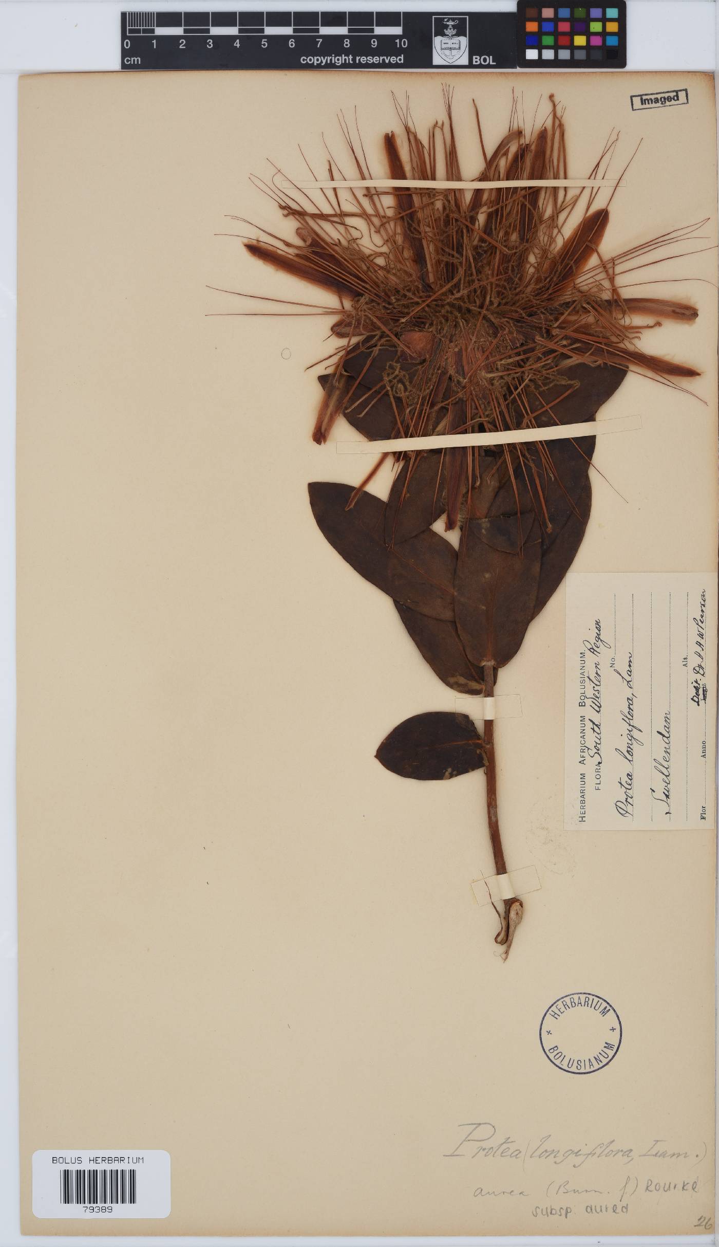 Protea aurea subsp. aurea image
