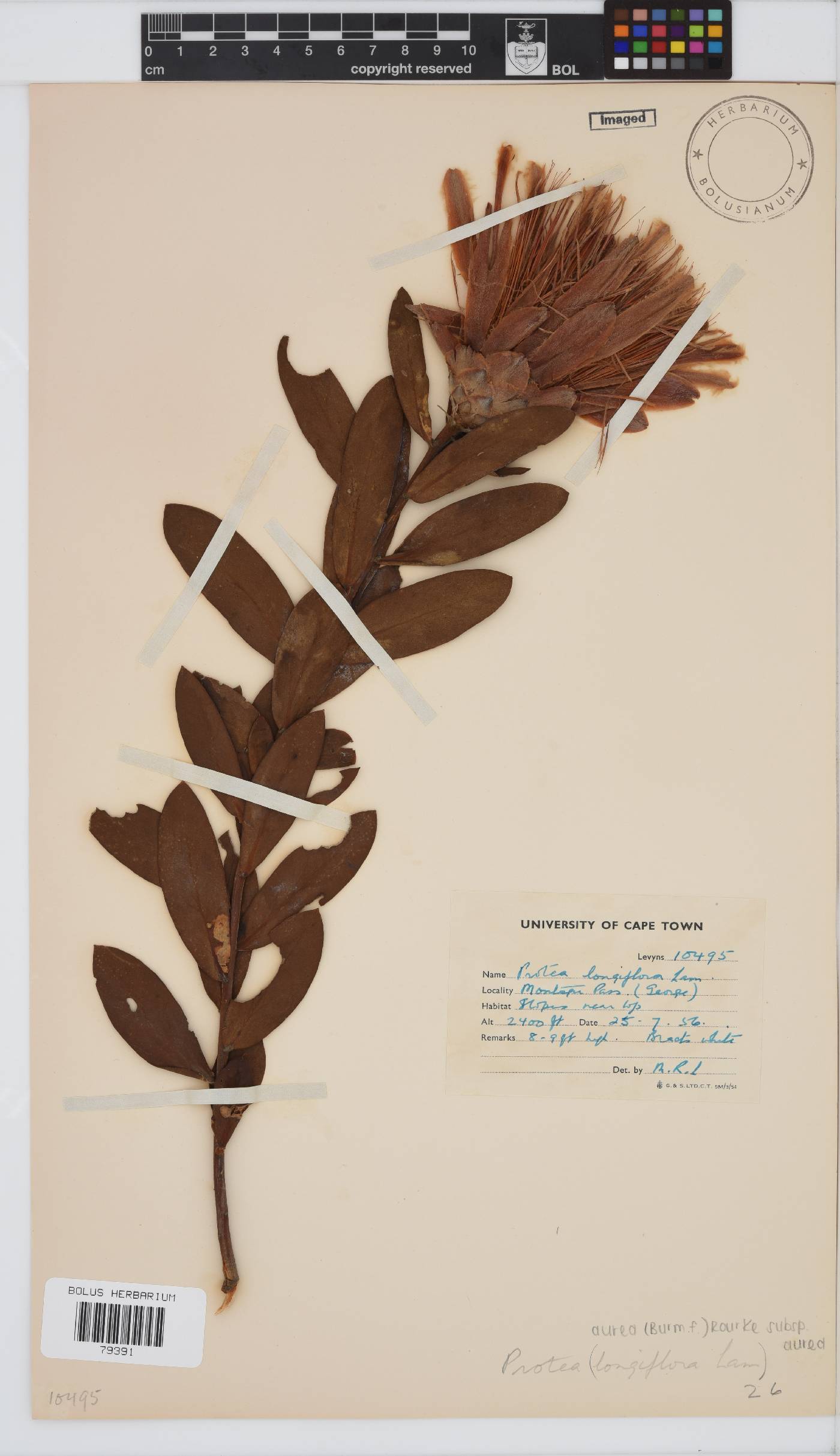Protea aurea subsp. aurea image