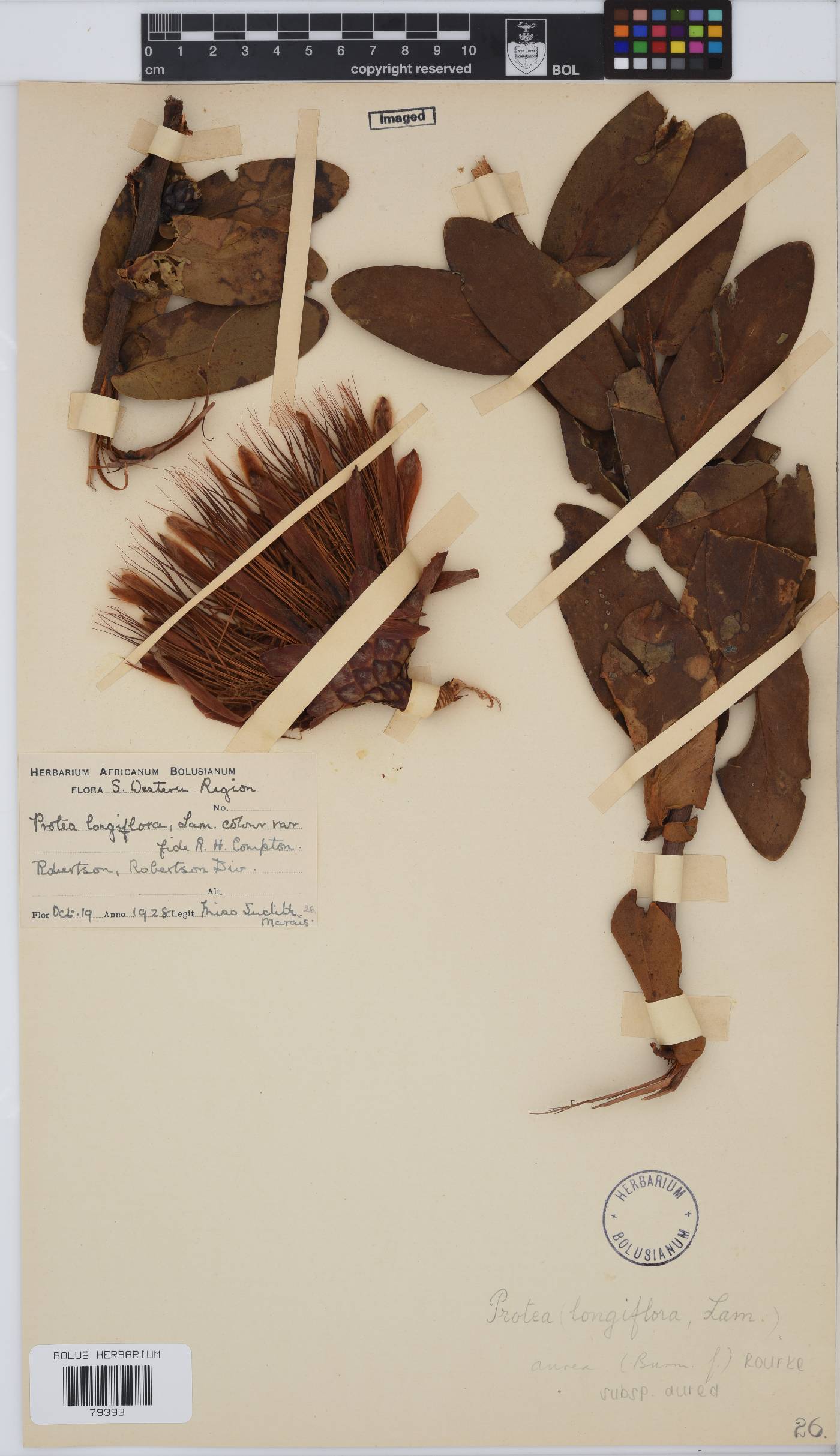 Protea aurea subsp. aurea image