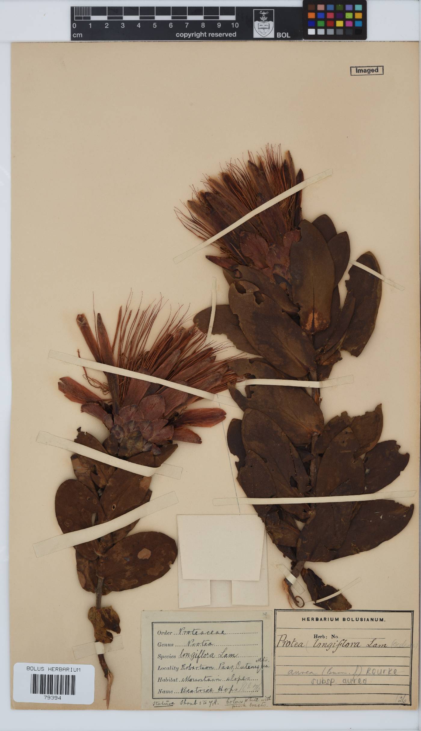 Protea aurea subsp. aurea image