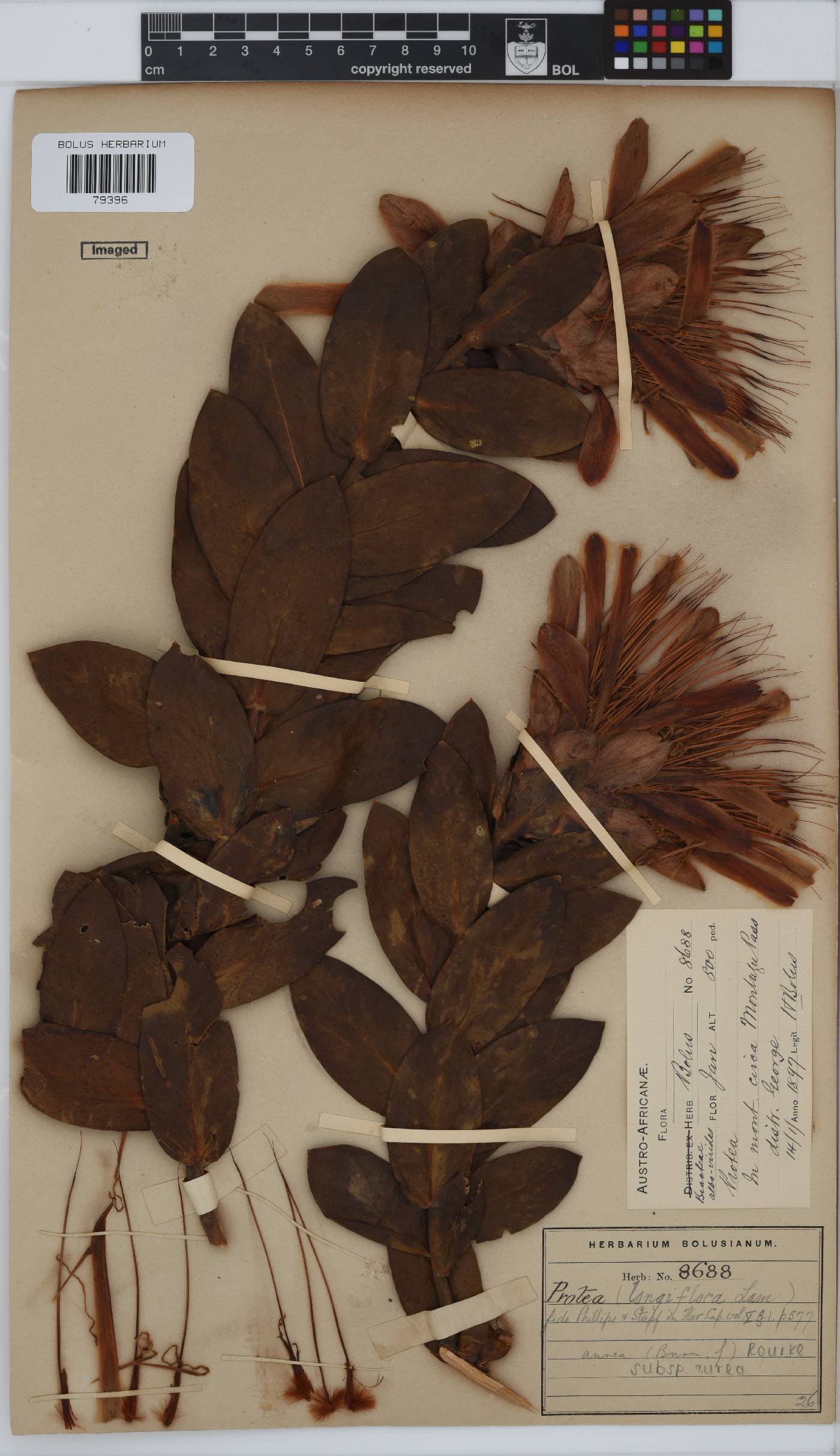 Protea aurea subsp. aurea image