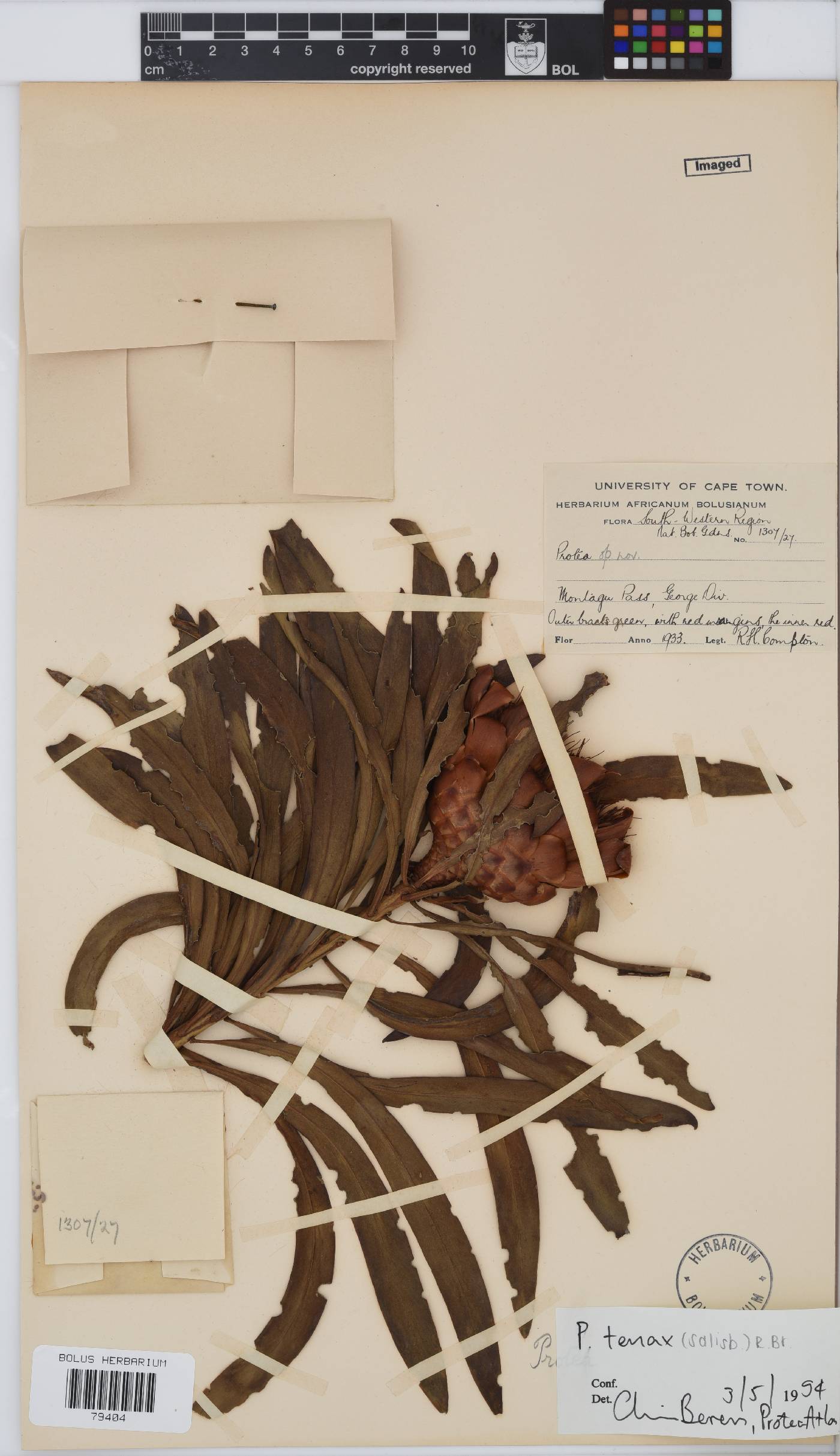 Protea tenax image