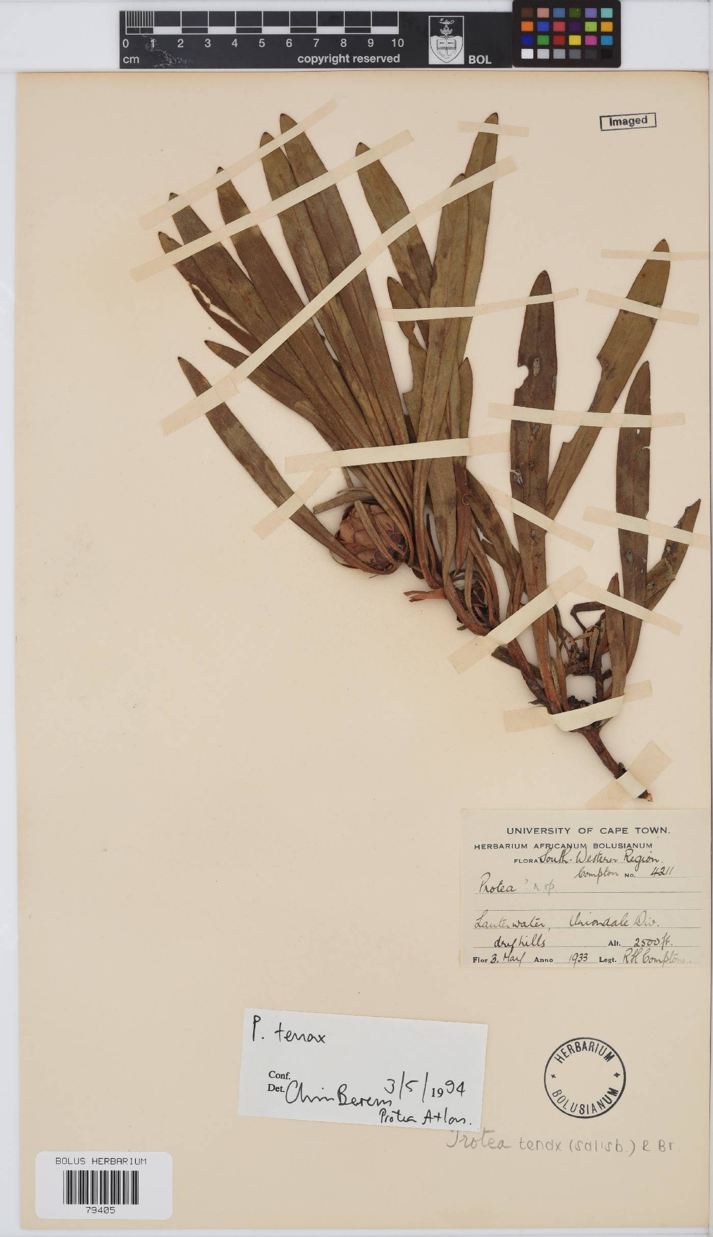 Protea tenax image