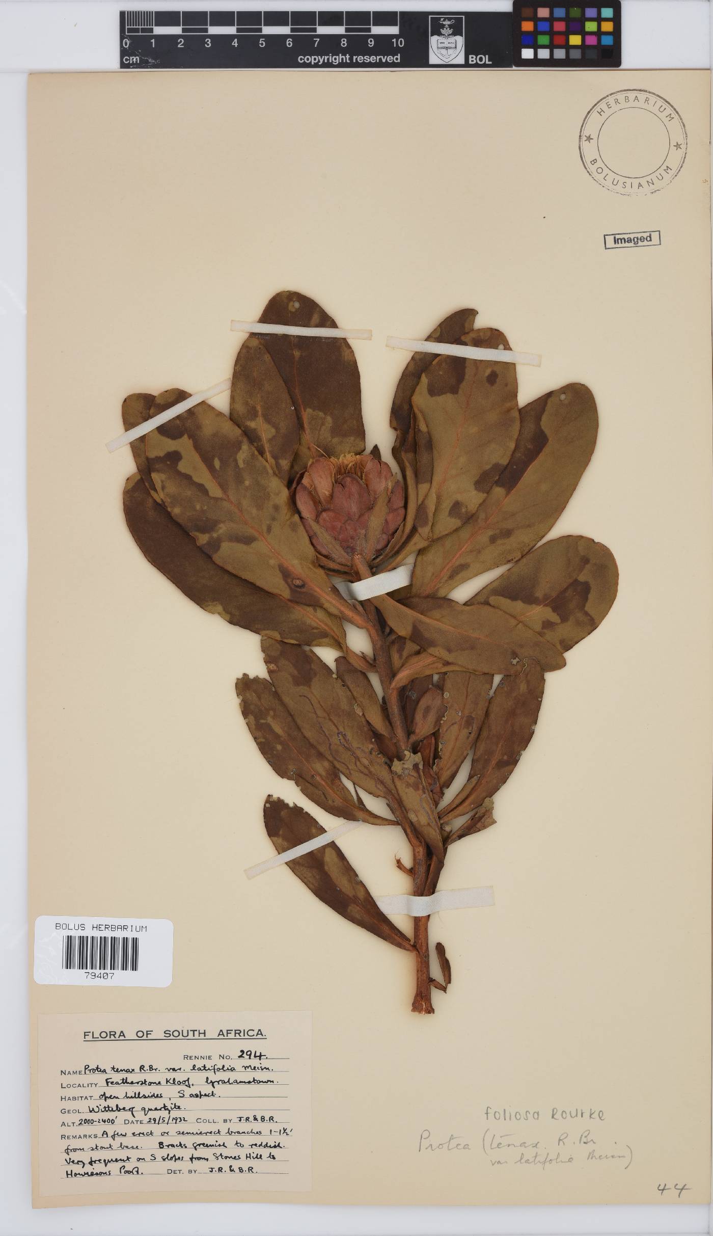 Protea tenax image
