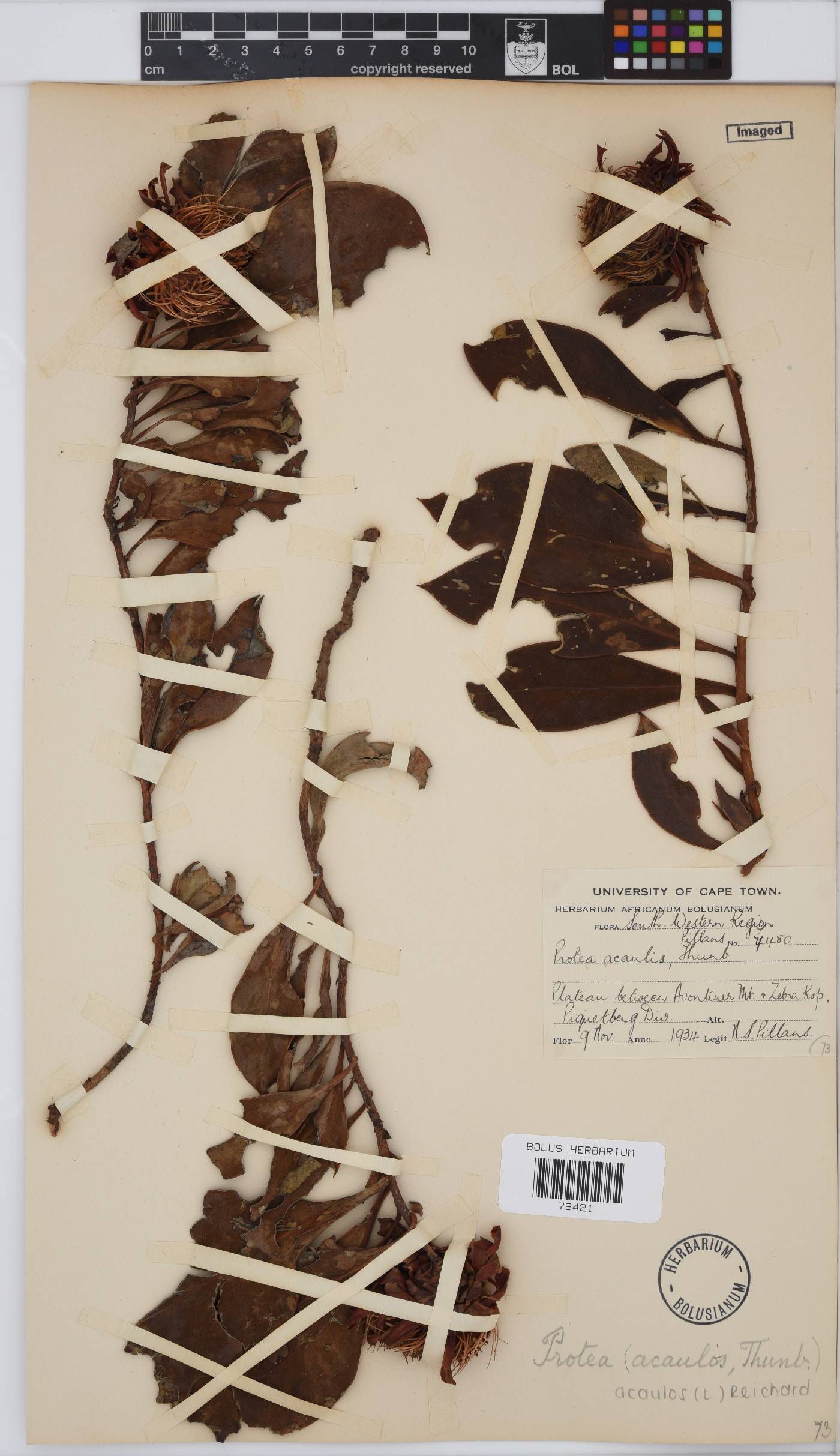 Protea acaulos image