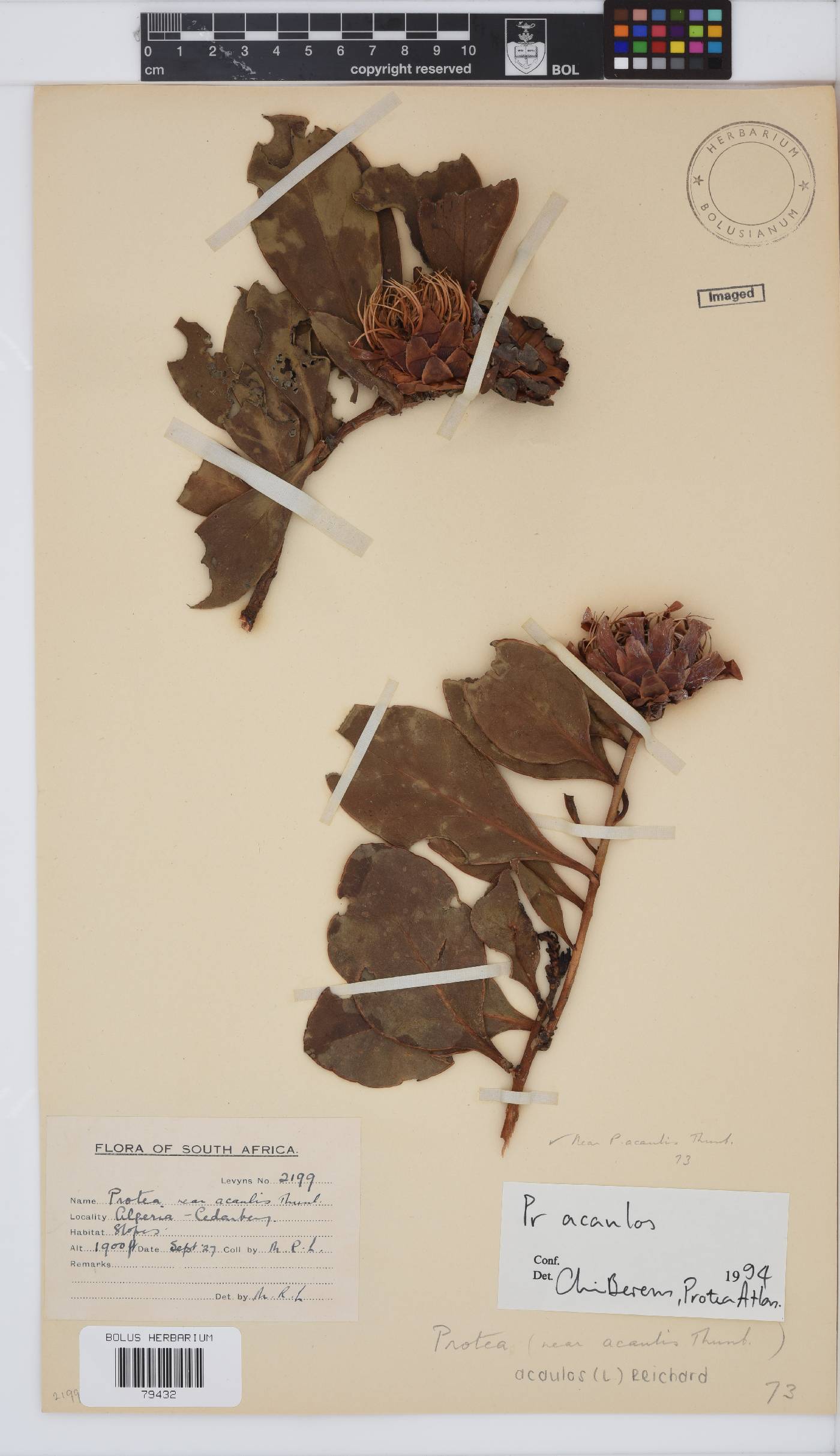 Protea acaulos image