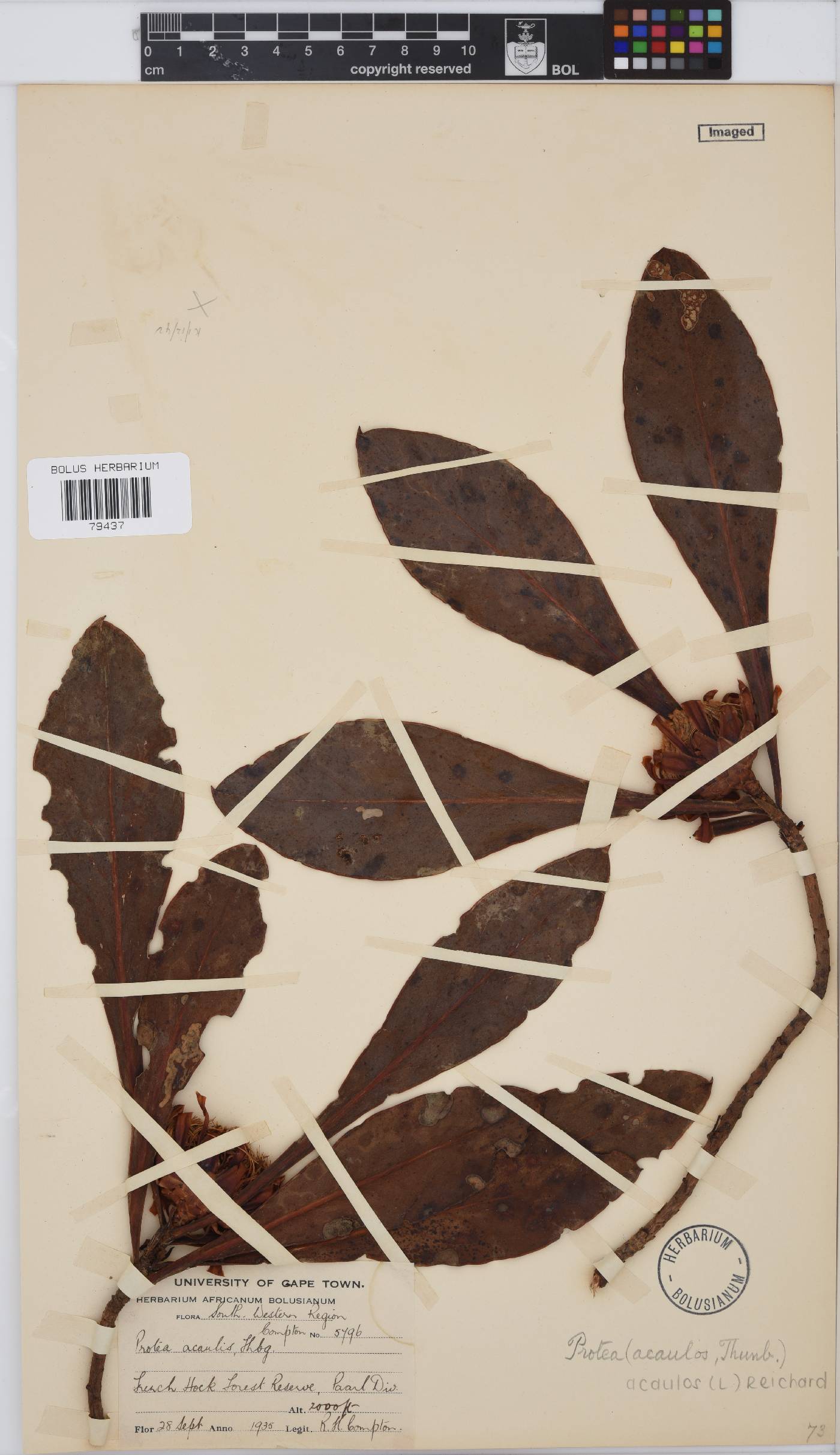 Protea acaulos image