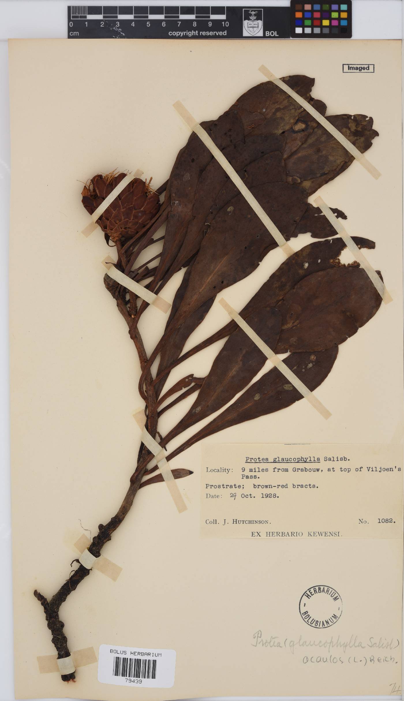 Protea acaulos image