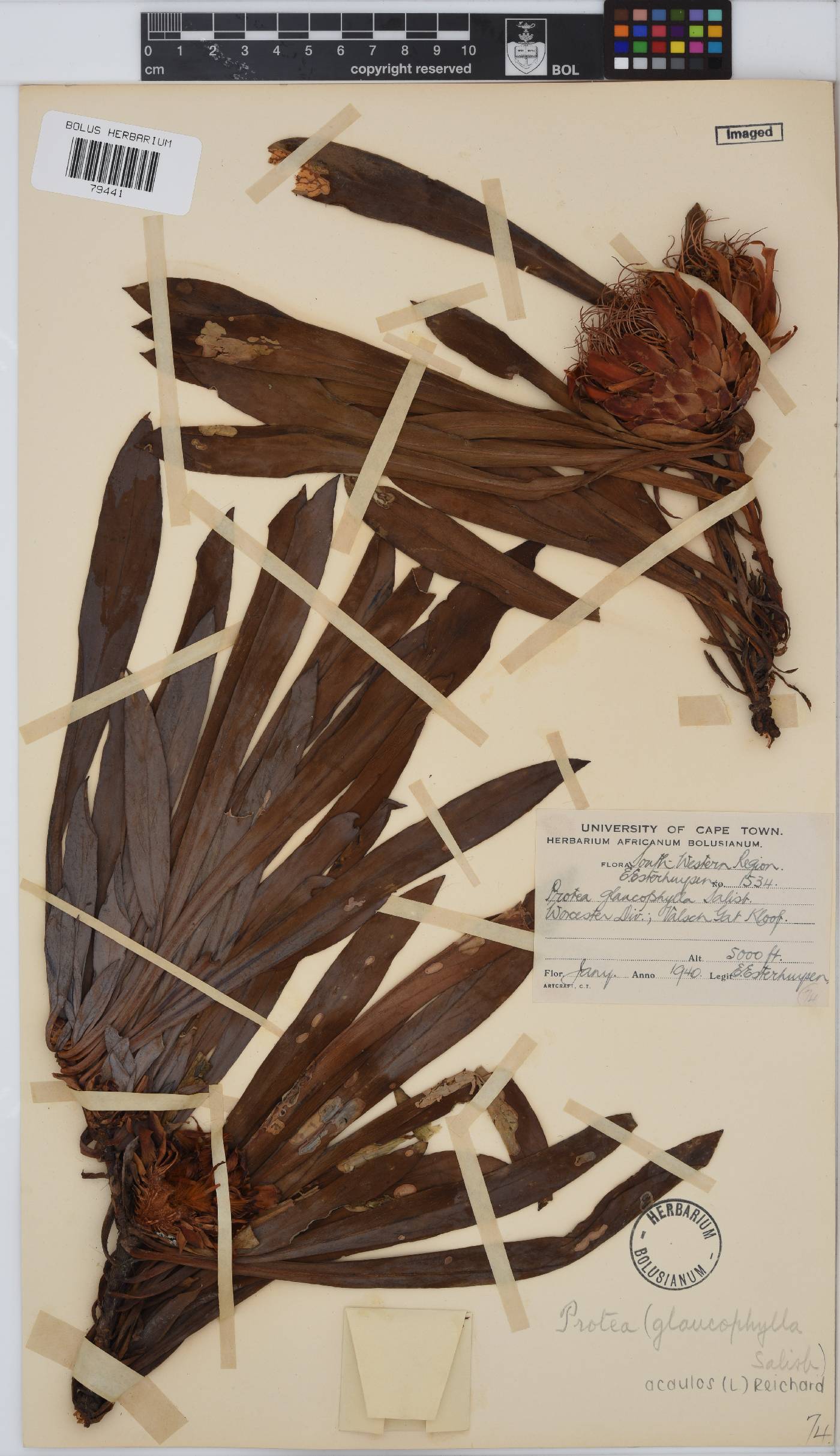 Protea acaulos image