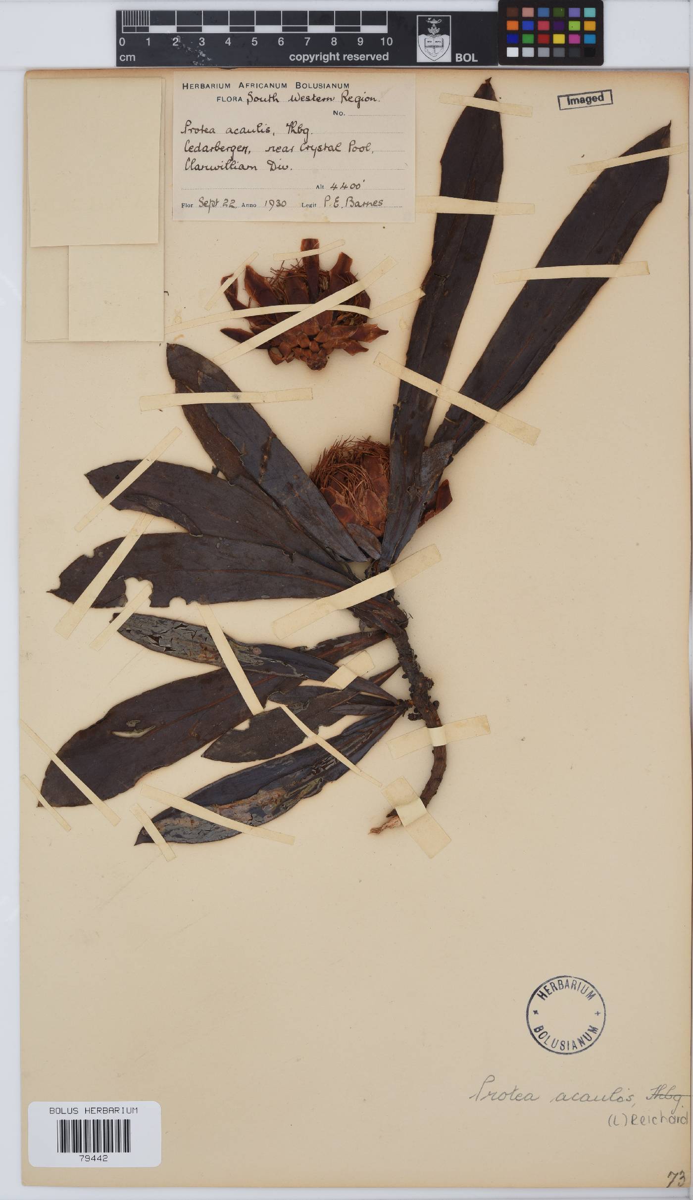 Protea acaulos image