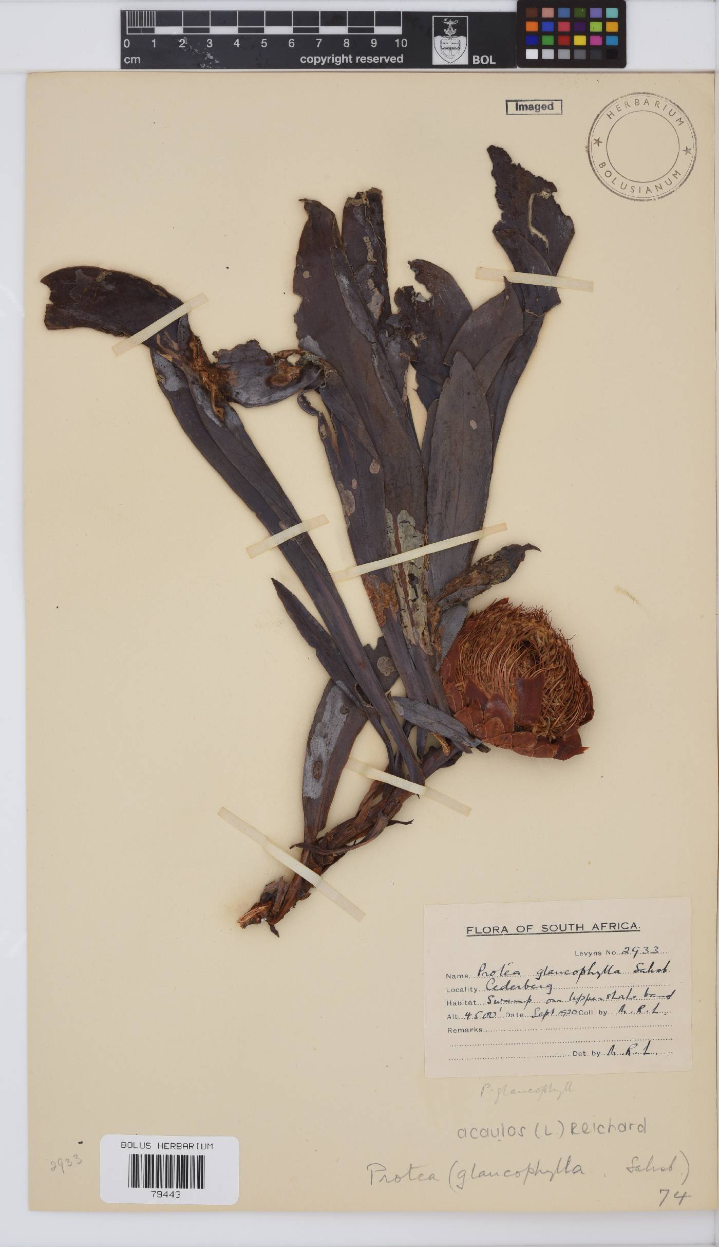Protea acaulos image