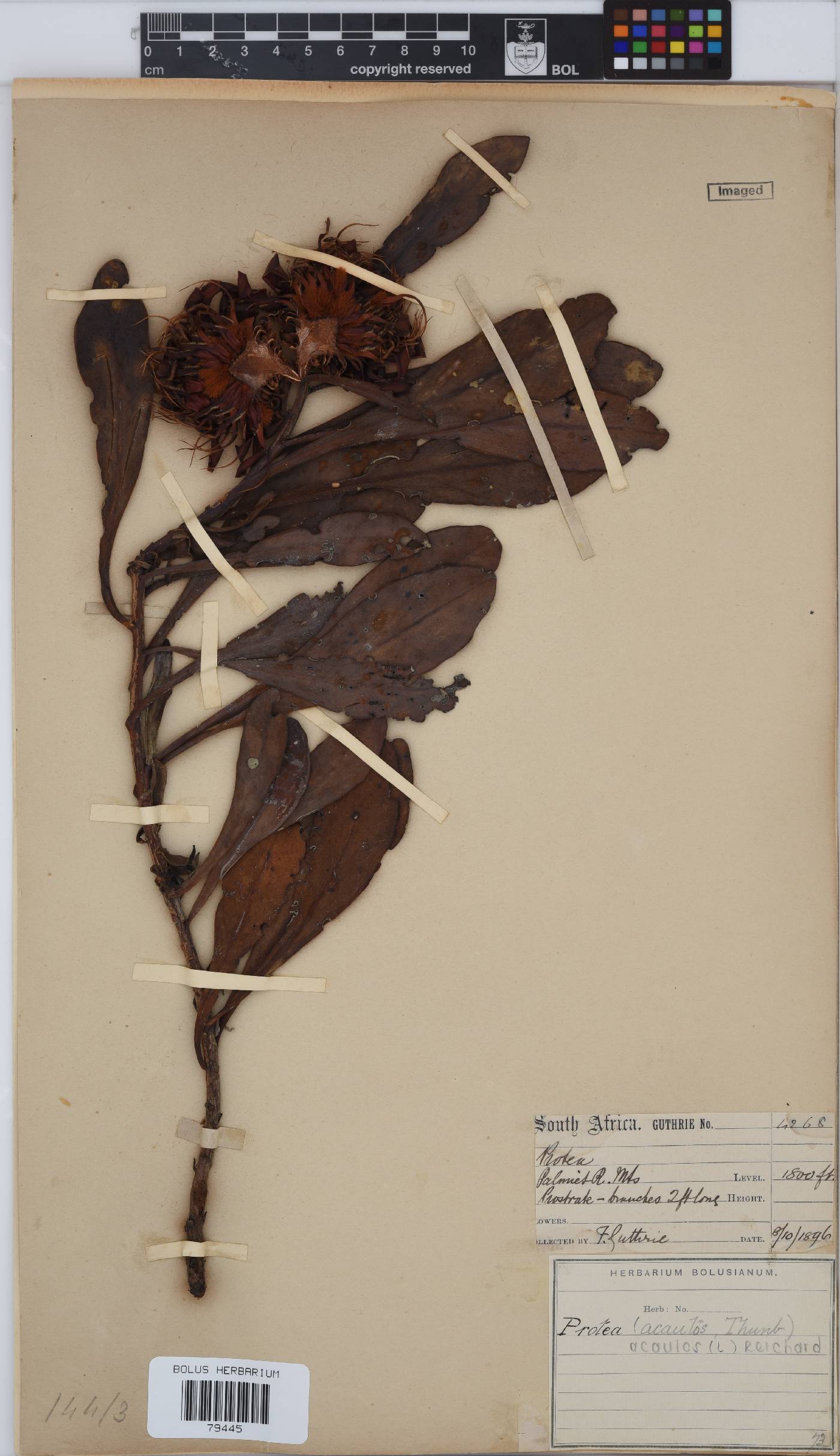 Protea acaulos image