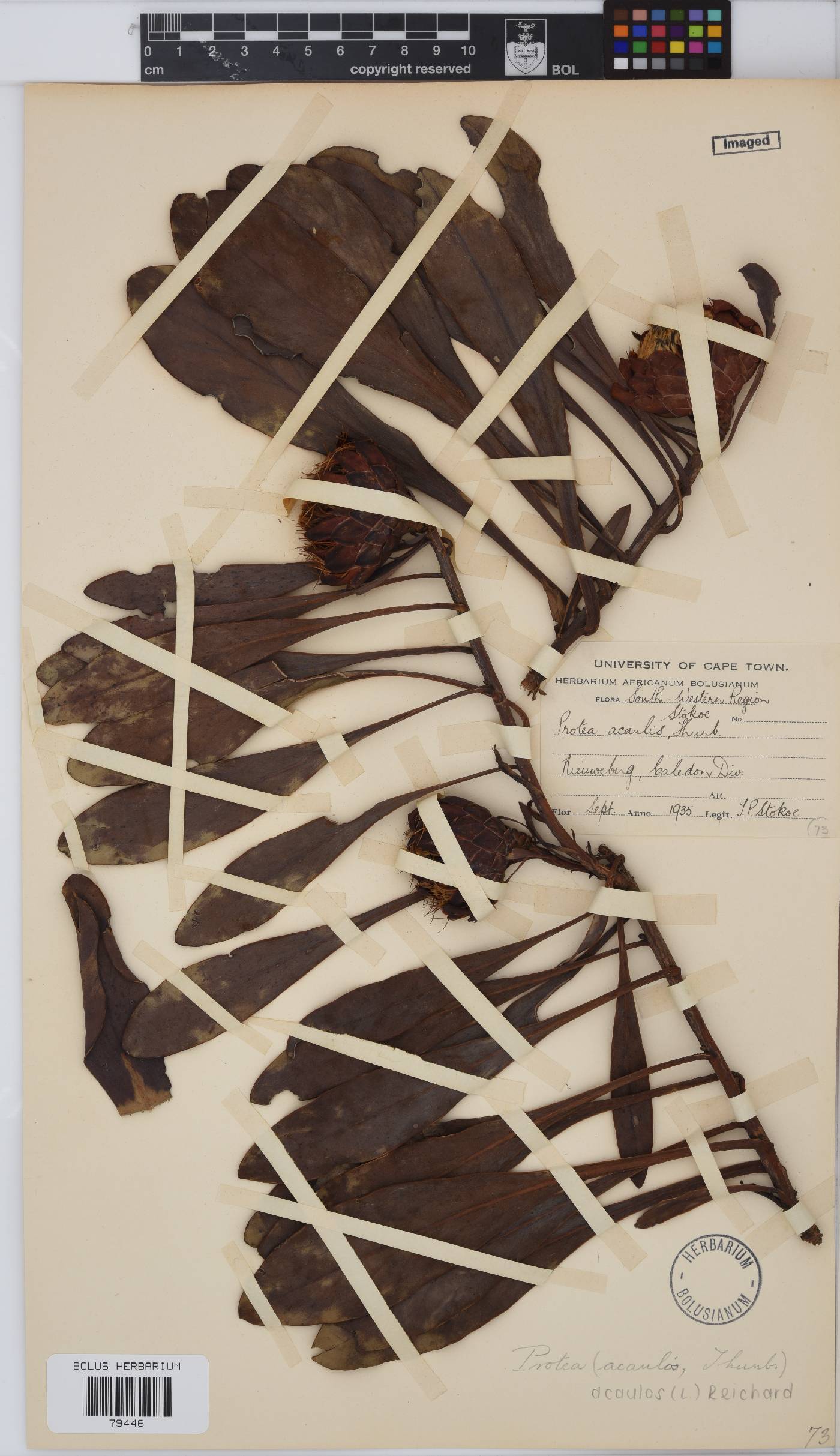Protea acaulos image