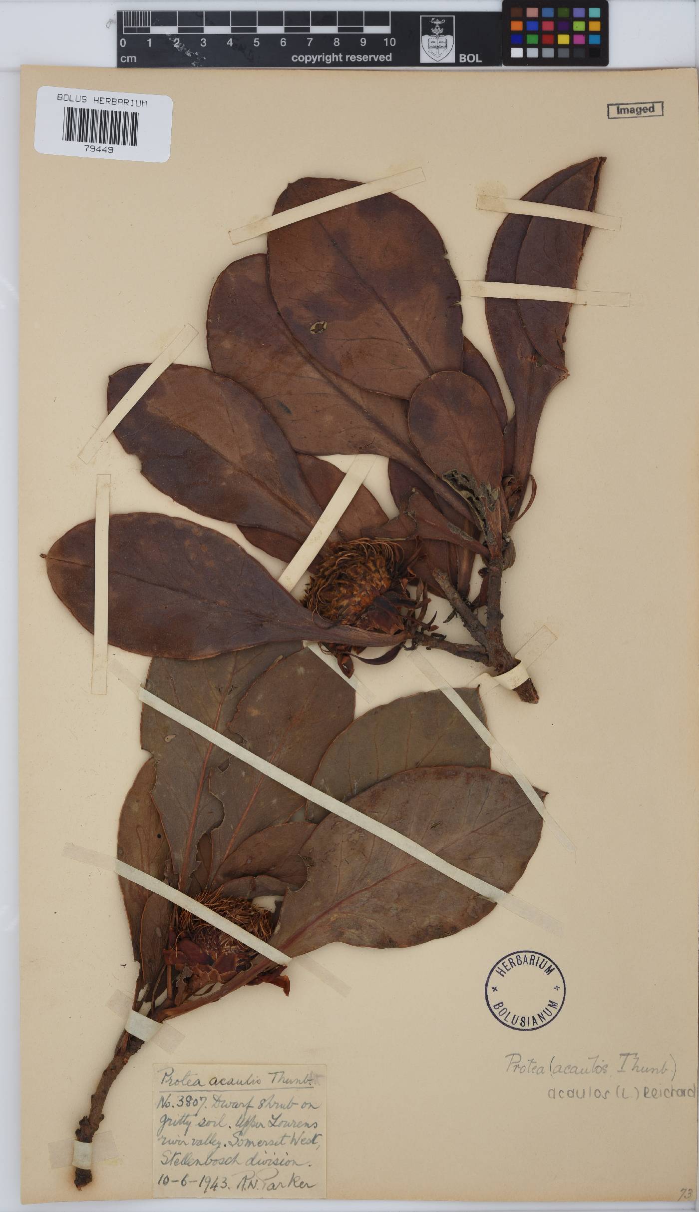 Protea acaulos image