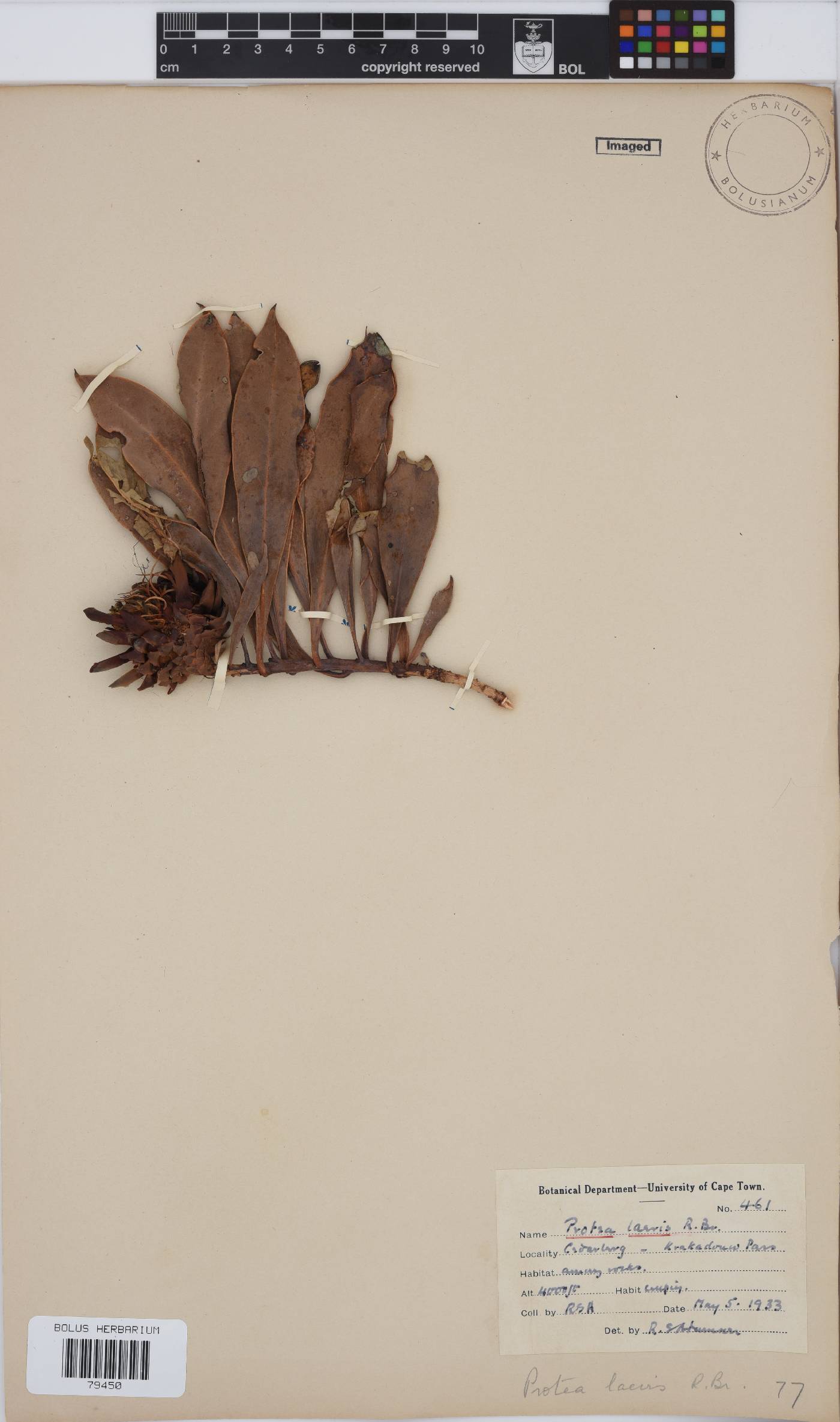 Protea laevis image