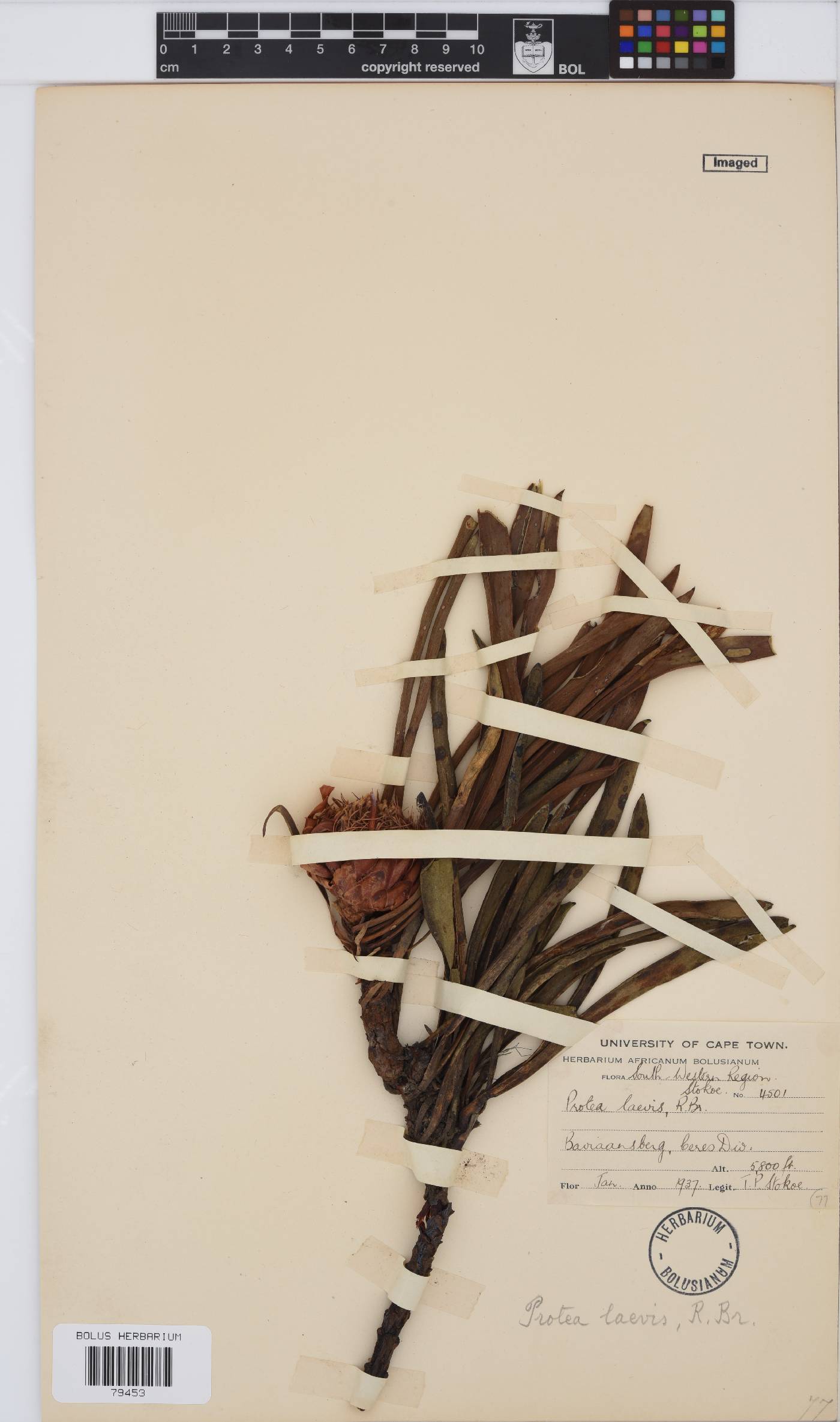 Protea laevis image